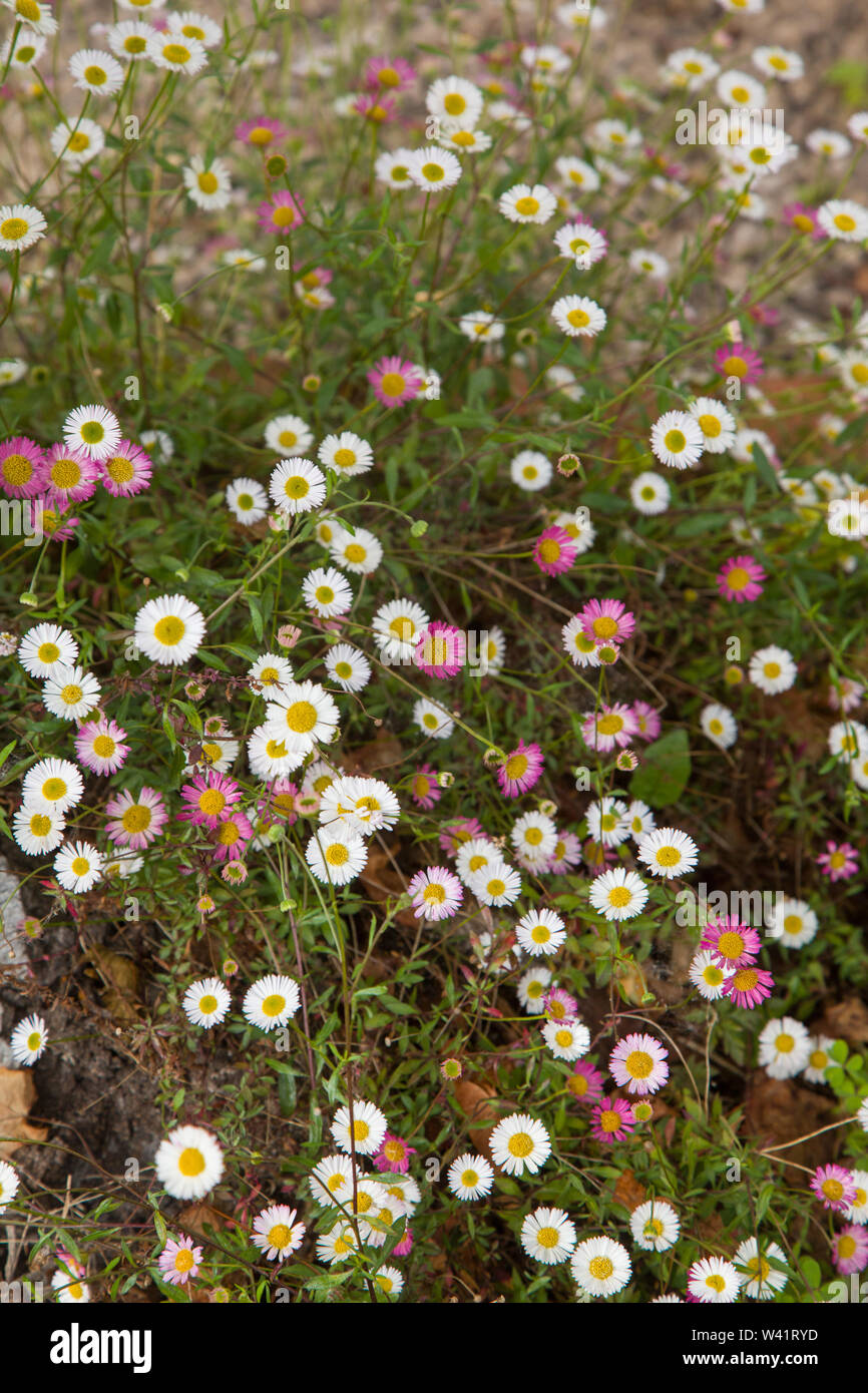 Lateinamerikanische oder mexikanischen Berufskraut, Erigeron Karvinskianus, Erigeron Mucronatus 'Profusion' zunehmend unter einem Baum Stockfoto