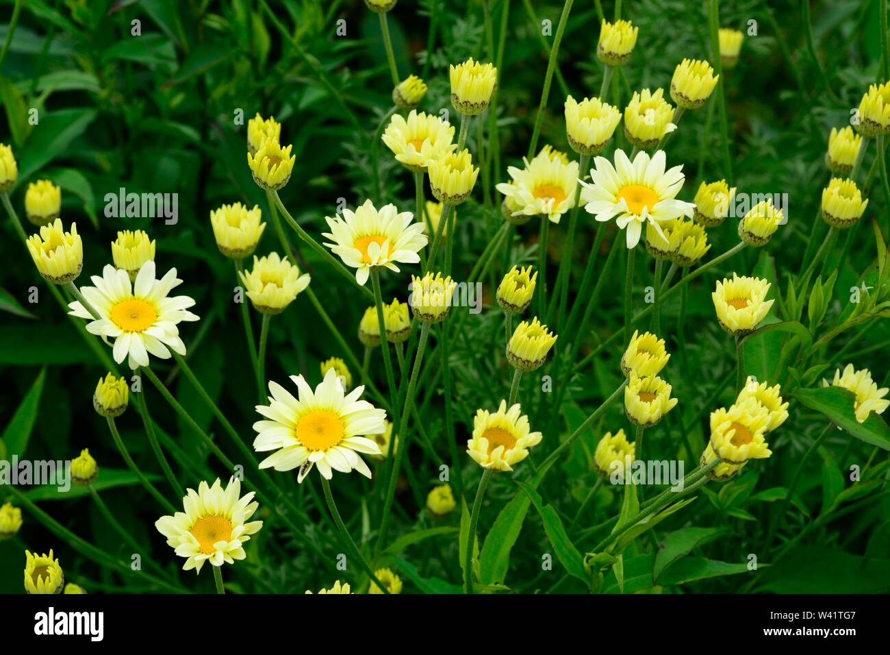 Anthemis tincotoria Sauce Hollandaise Blumen Dyers Kamille soft gelb Gänseblümchen oben Farn wie aromatischen Blätter Stockfoto