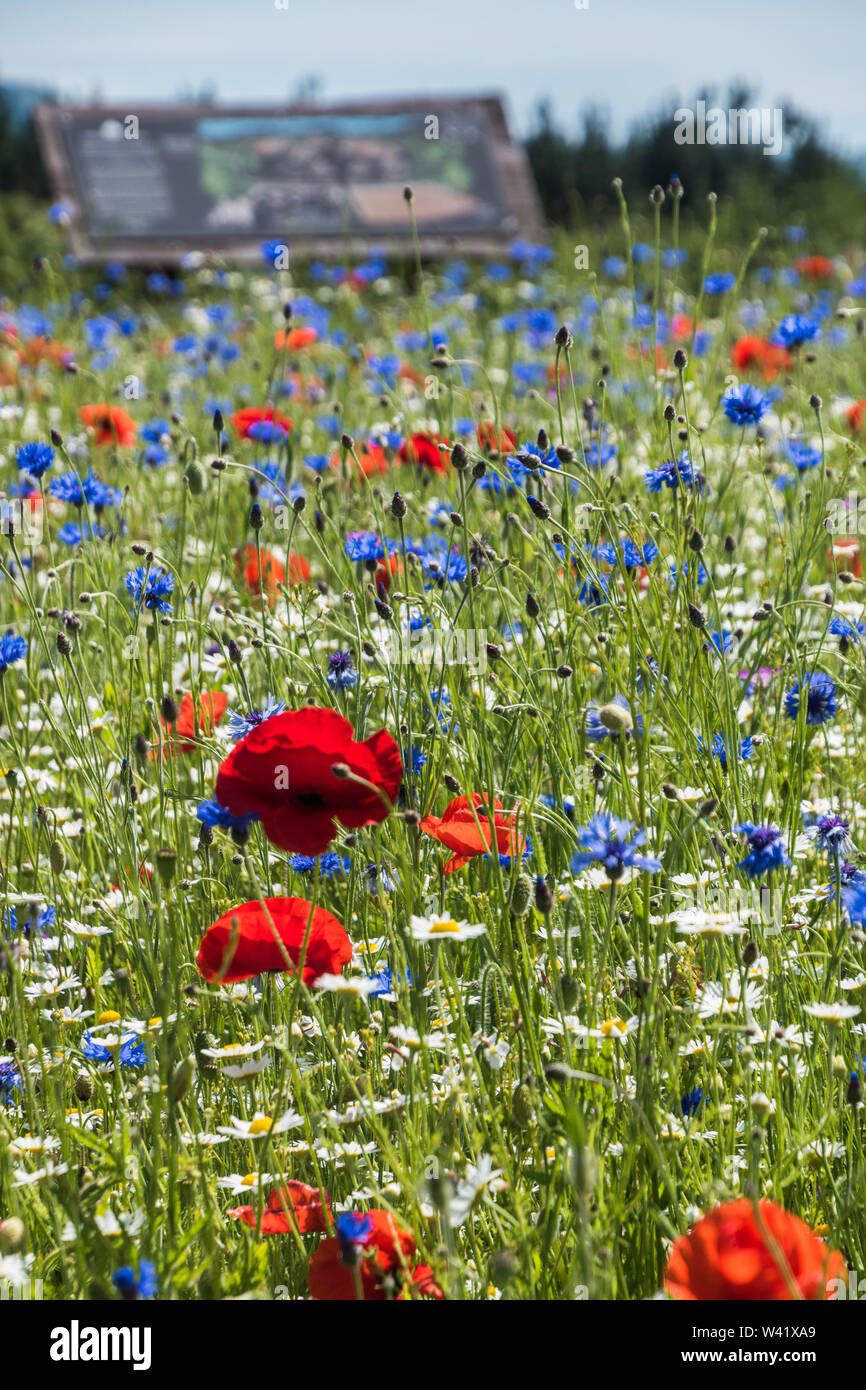 Wildblumenwiese Stockfoto