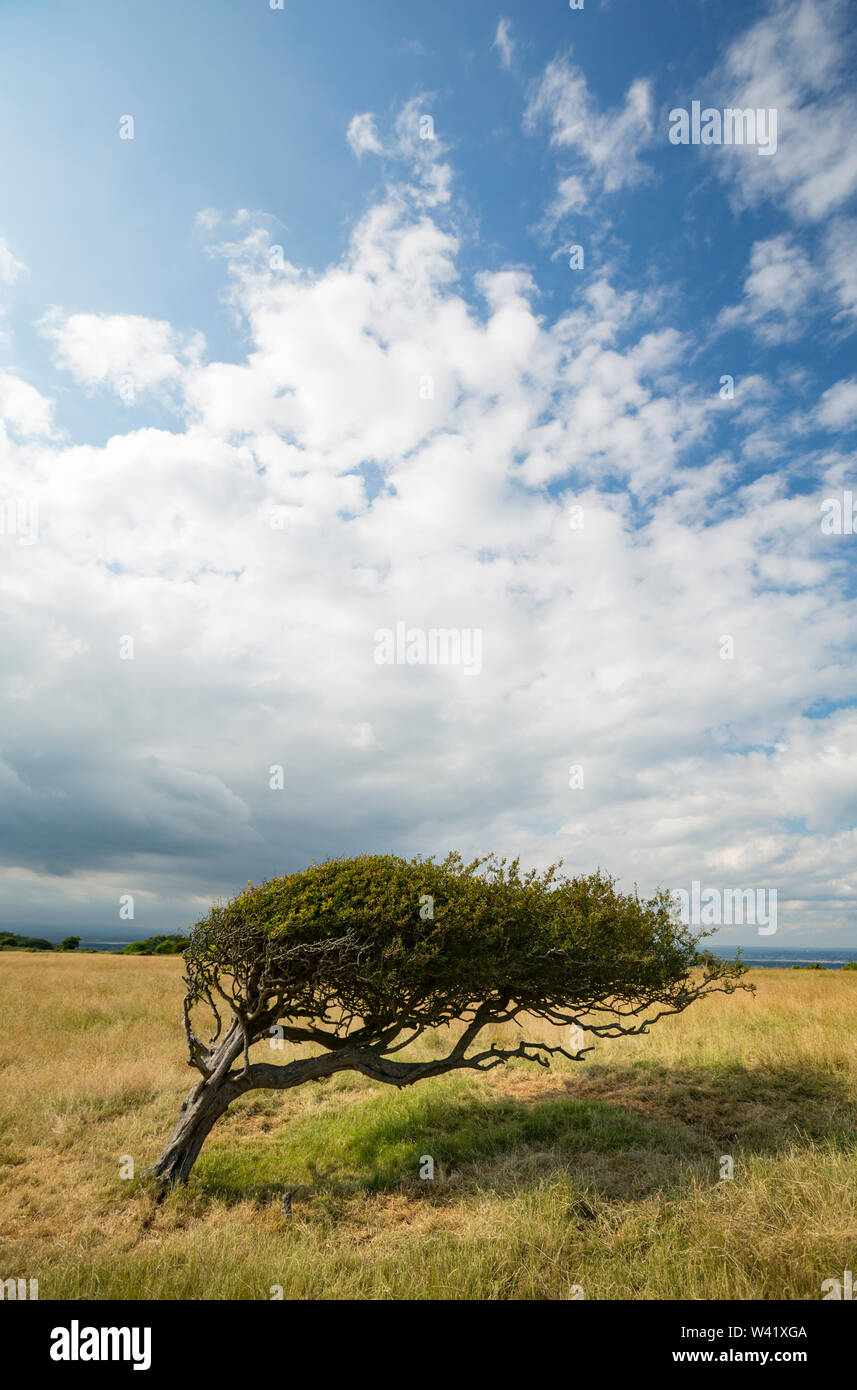 Eine Hawthorn tree, Rosa Moschata, die von den vorherrschenden Winden auf einem Hügel im Süden Dorset England UK GB geprägt wurde. Stockfoto