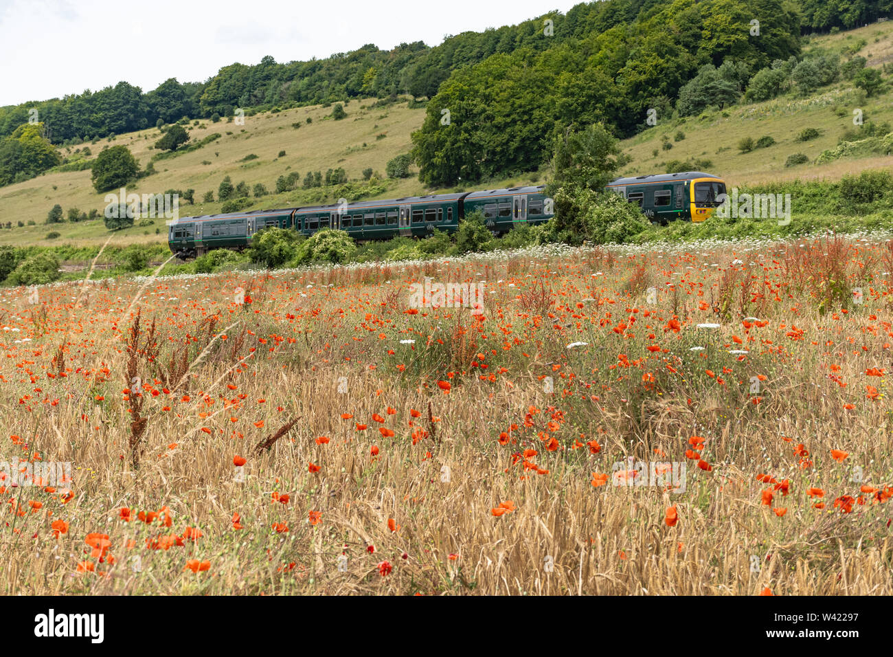 GWR Zug durch Sommer Landschaft in den North Downs von Surrey Hills AONB mit einem mohnfeld und steilen Chalk Escarpment, Surrey, Großbritannien Stockfoto