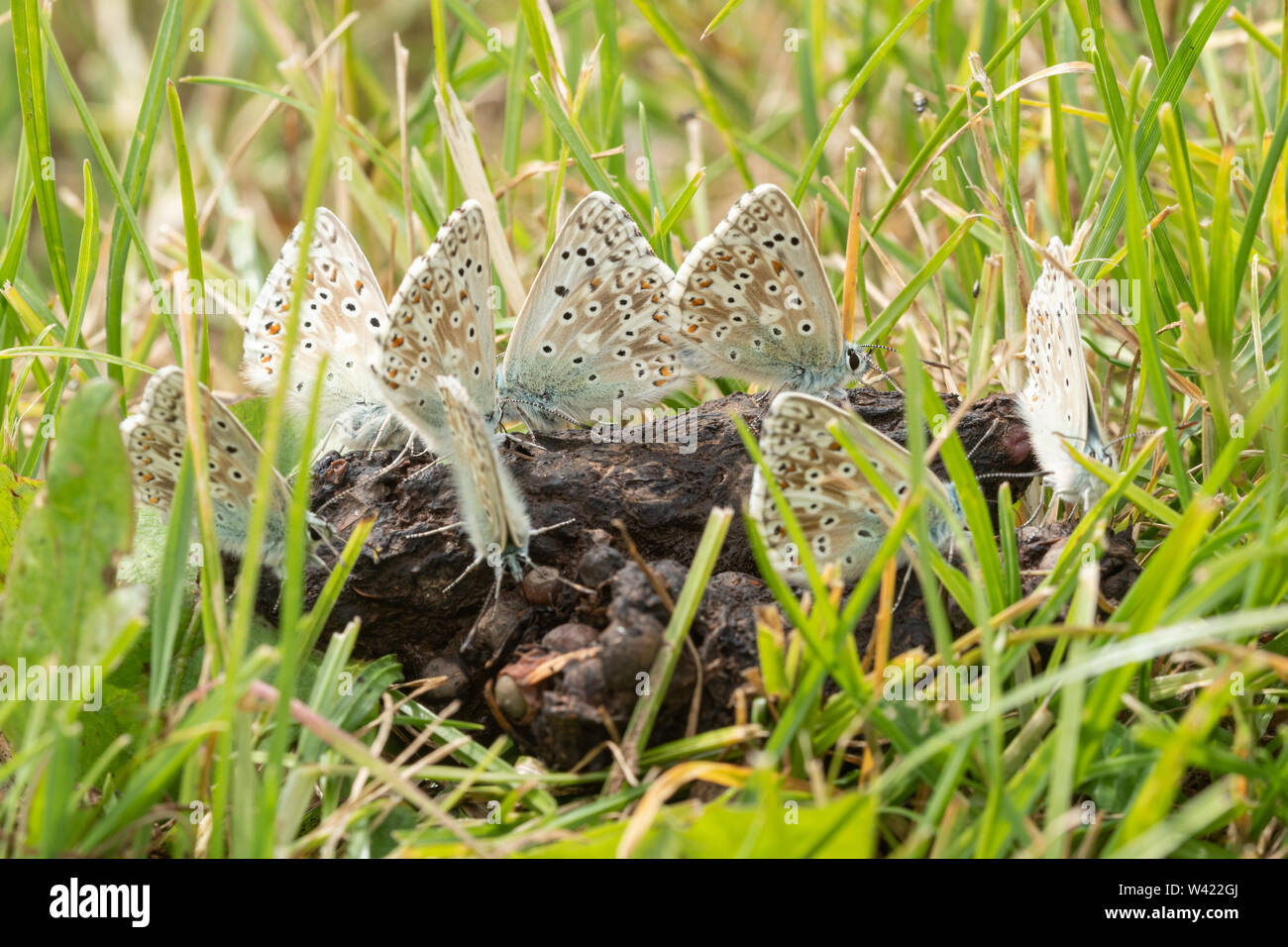 Chalkhill blue Schmetterlinge (Polyommatus coridon), mehreren männlichen Insekten Aggregation auf tierischem dung als Quelle von Mineralien und Feuchtigkeit, Großbritannien Stockfoto