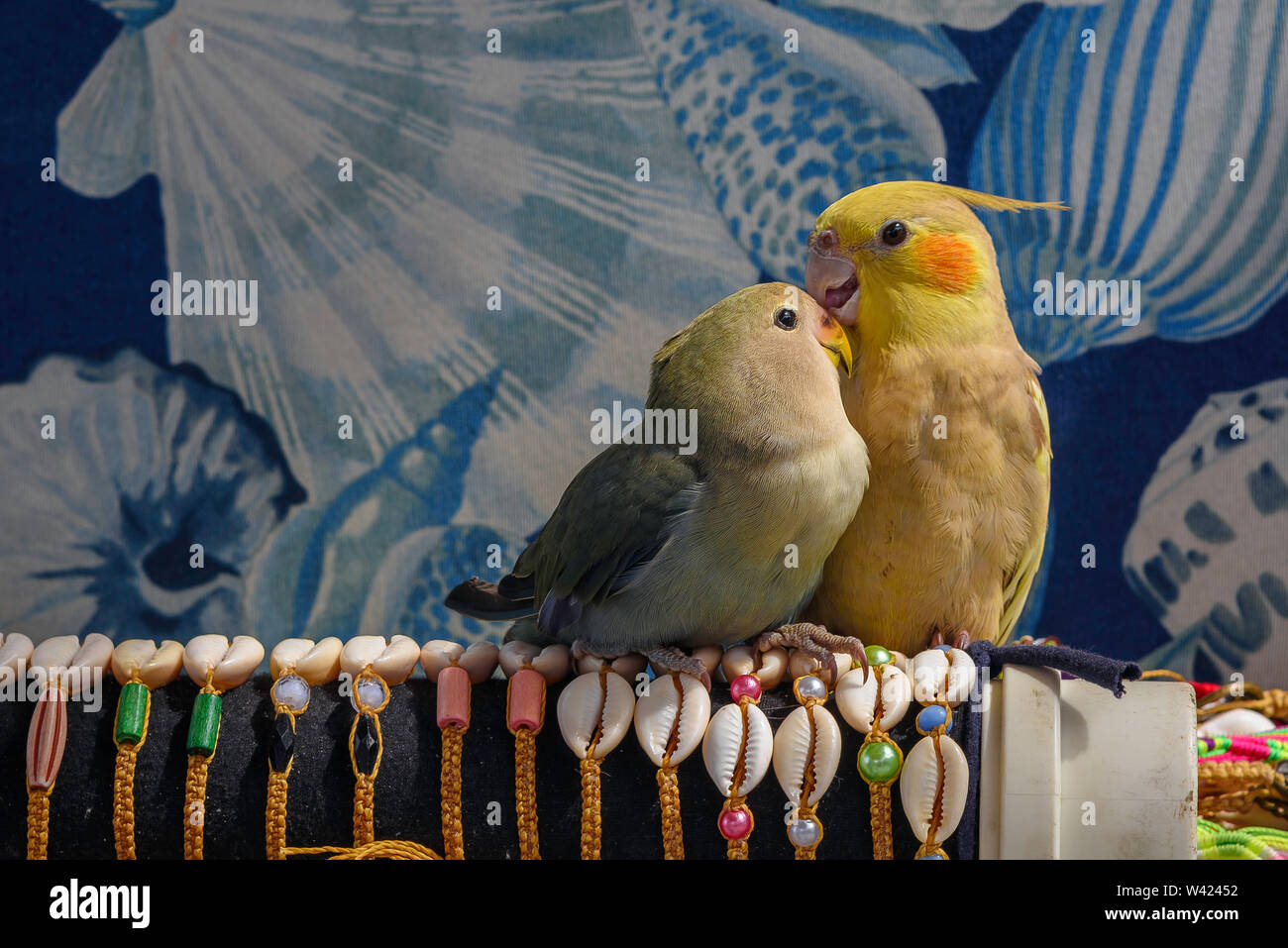Papageien in Liebe Stockfoto