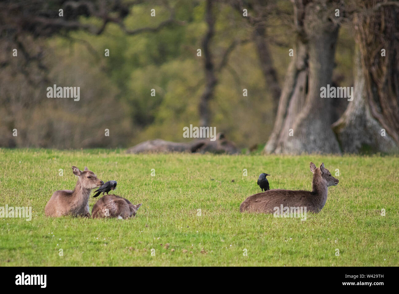 Drei Sika deer Verlegung in einem Wald gesäumt mit zwei Jackdawssitting auf dem Rücken Wiese, einem Herausziehen Fell. Stockfoto