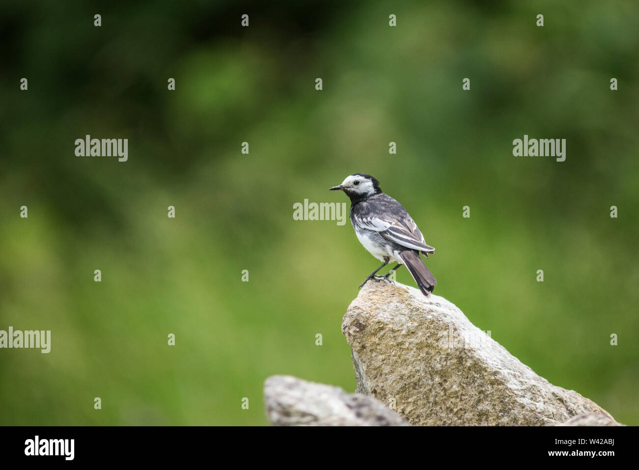 Pied wagtail thront auf Mauer aus Stein, weichen, grünen Hintergrund Stockfoto