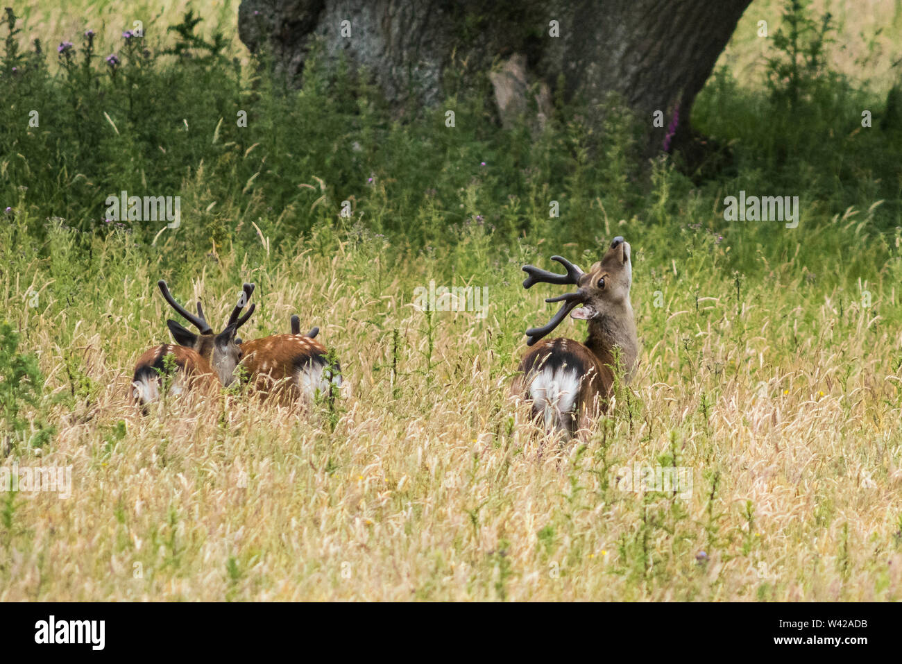 Zwei junge Sika deer im Schilf am Wasser verborgen Stockfoto