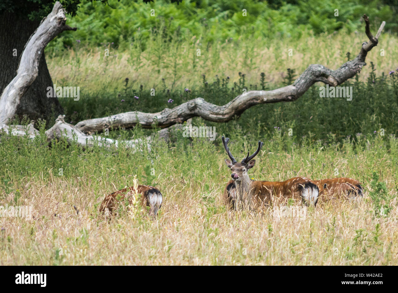 Zwei junge Sika deer im Schilf am Wasser verborgen Stockfoto