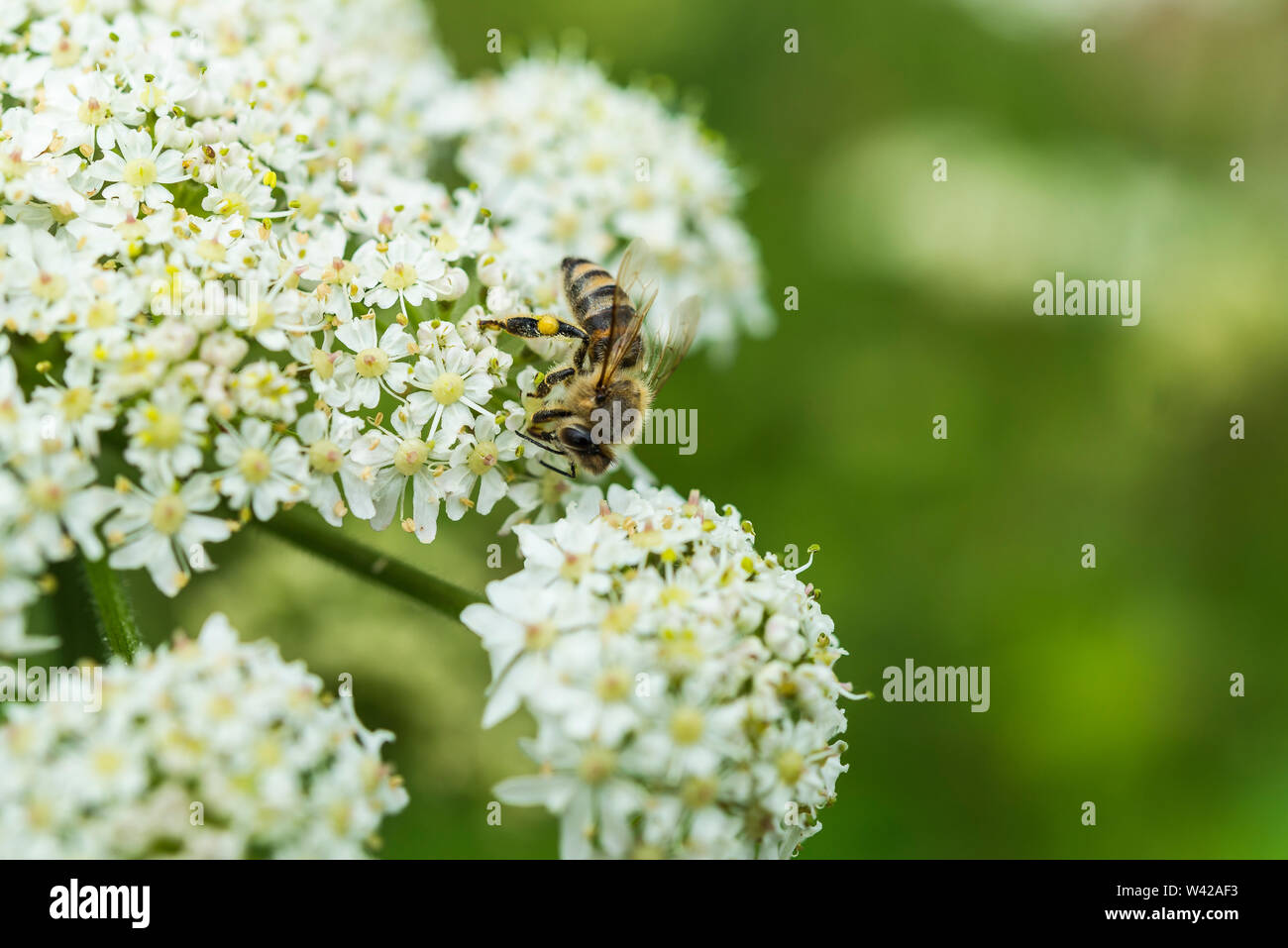 Honey Bee/Apis mellifera mit Pollen auf Bein Fütterung auf Kuh Petersilie Blume. Stockfoto