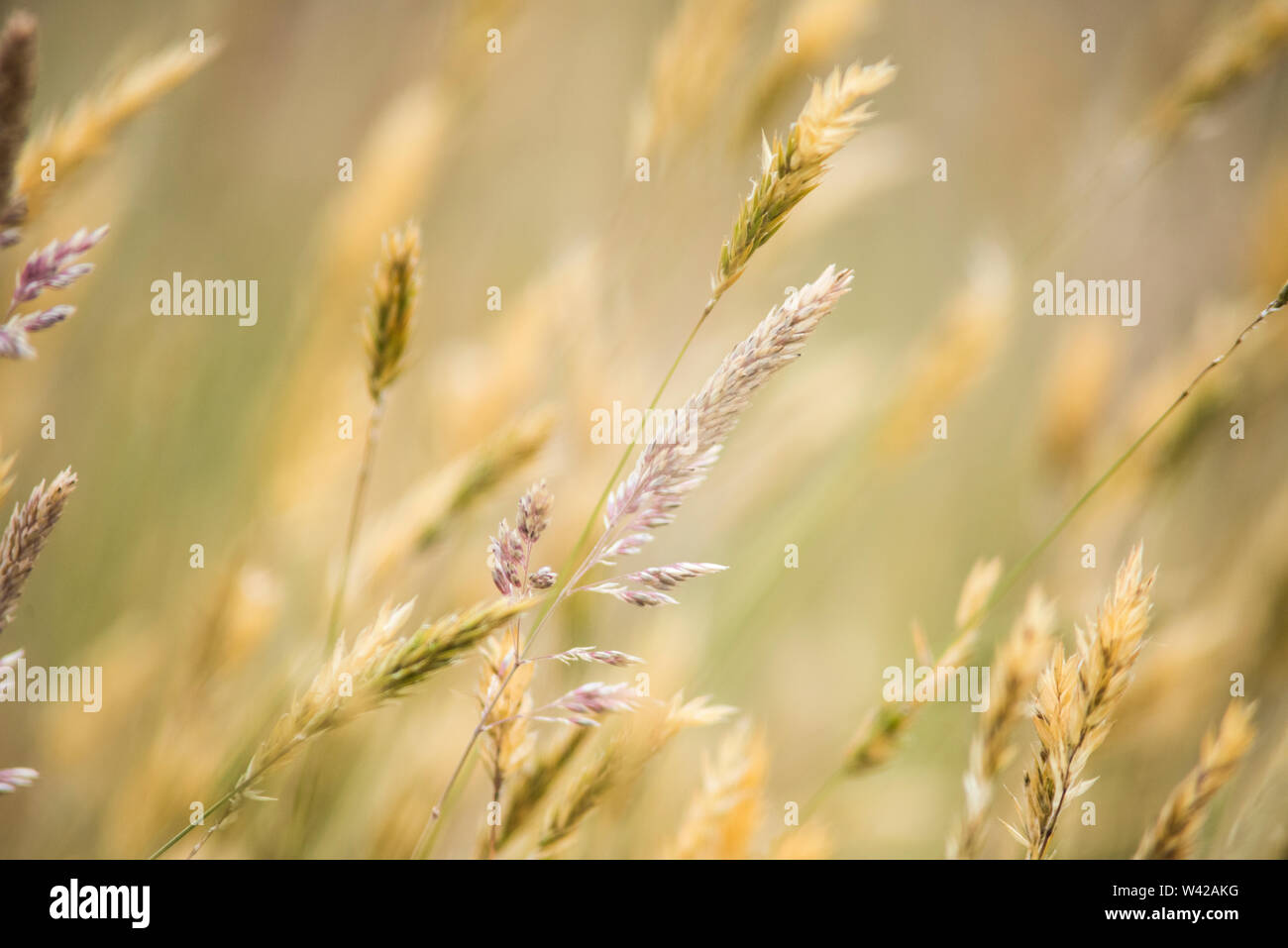 Wilde Gräser in Gelb, Grün und Violett, geringe Tiefenschärfe, weiche Hintergrund Stockfoto