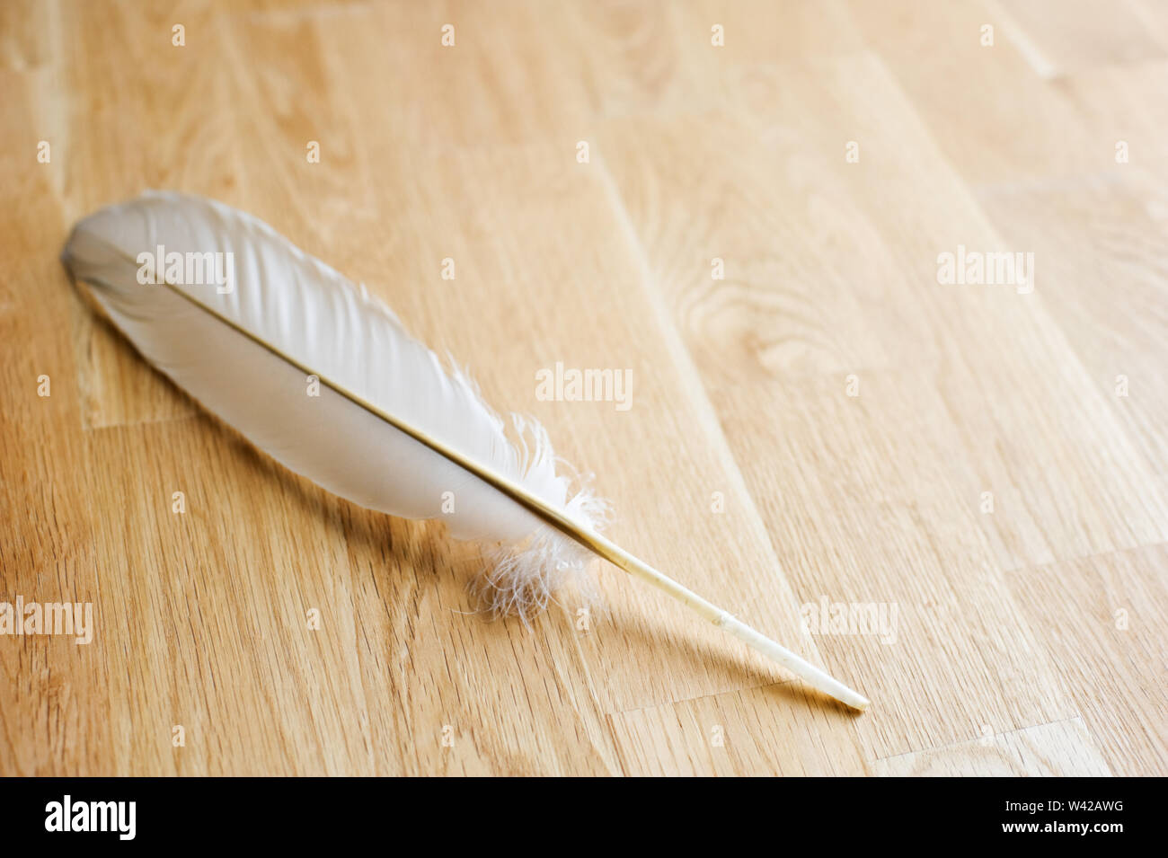 Weiße Vogelfeder auf hölzernen Tisch. Selektiver Fokus und flache Tiefenschärfe. Stockfoto