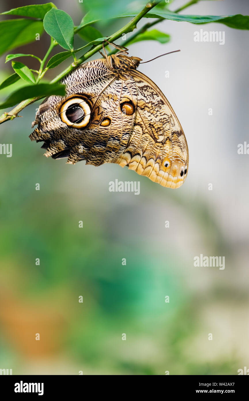 Morpho peleides Blauer Schmetterling (Morpho peleides) ruht auf Ast. Selektiver Fokus und flache Tiefenschärfe. Stockfoto