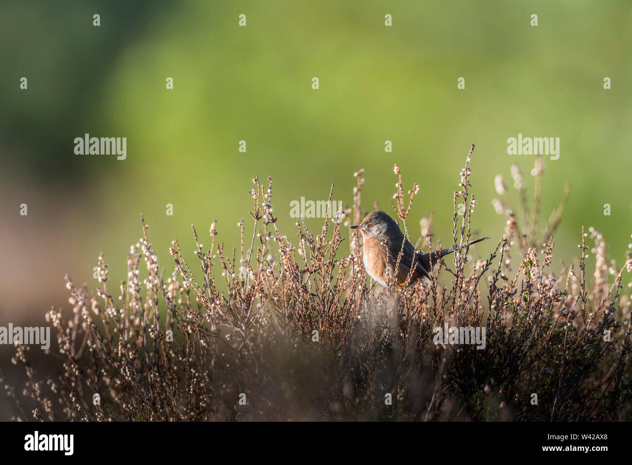 Dartford warbler thront im Heidekraut. Sonnenschein und weichen, grünen Hintergrund Stockfoto