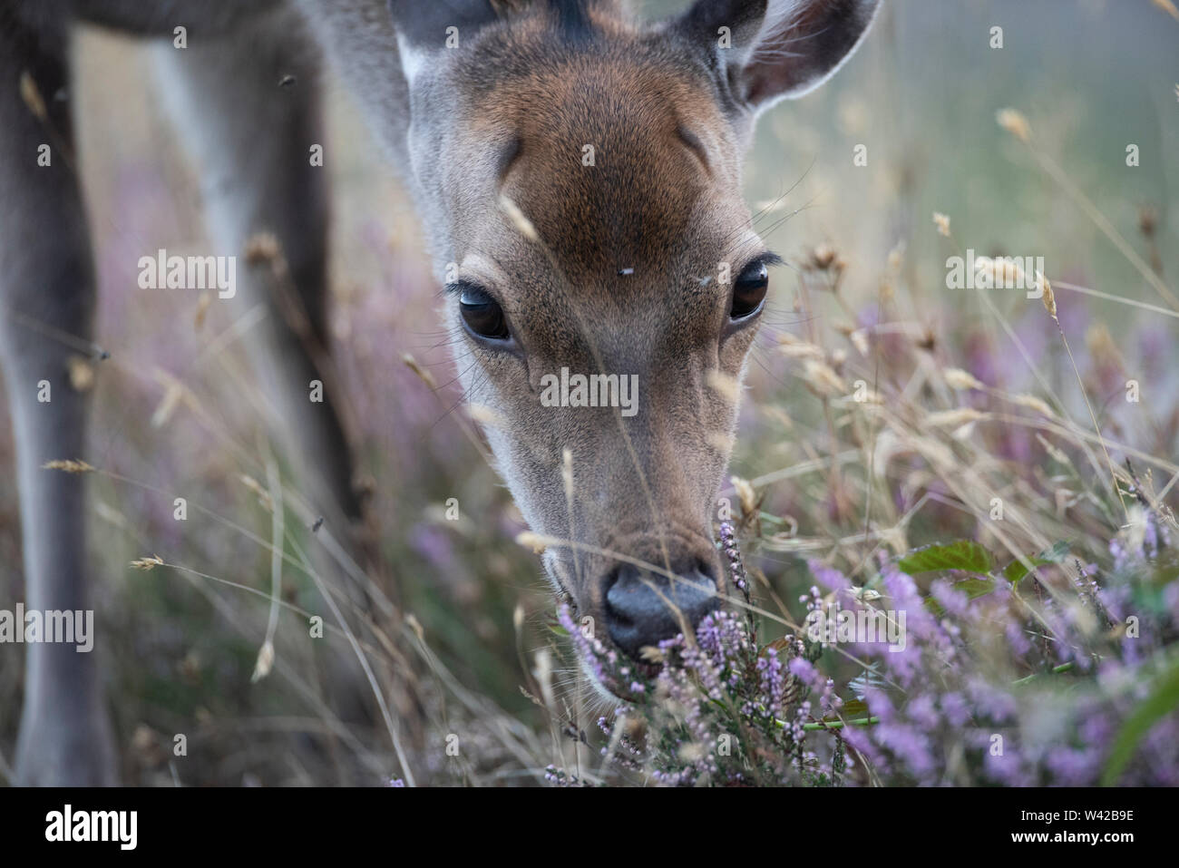 Kopf Portrait von Sika deer Heather essen. Stockfoto