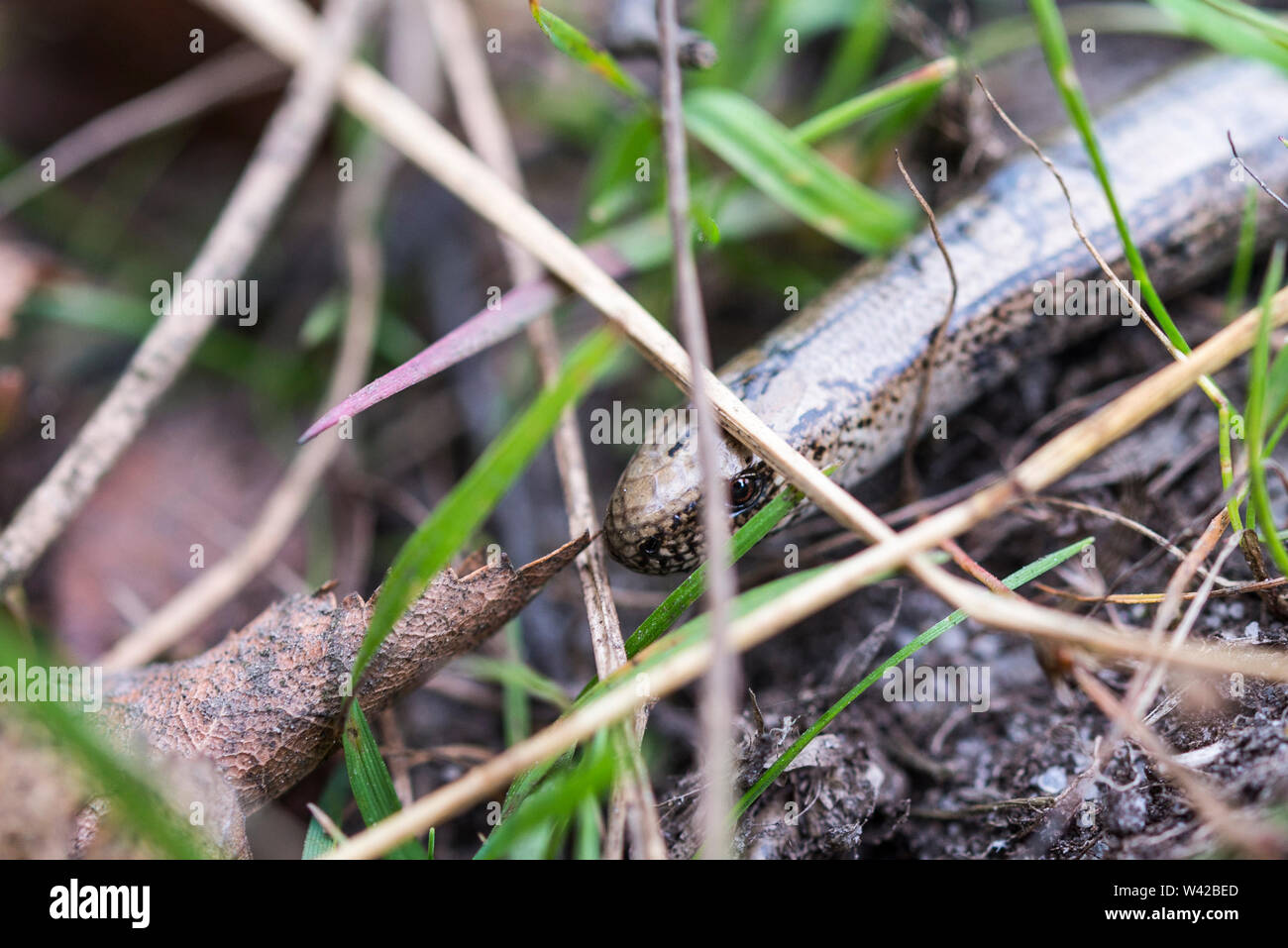 Nahaufnahme des langsamen Wurm, Anguis fragilis, unter Gras Triebe und Blätter. Stockfoto