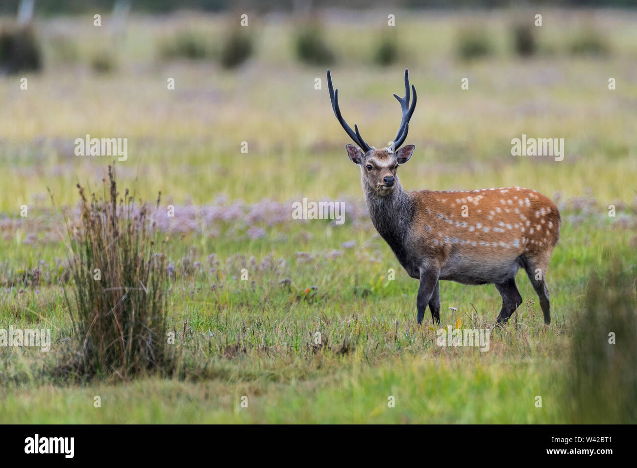 Sika mit samt Hirsch Geweih und beschmutzt Sommer Mantel Stockfoto