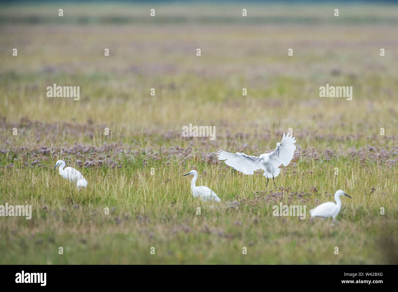 Seidenreiher, Egretta garzetta, Landung unter einer kleinen Herde auf Salzwiesen. Stockfoto