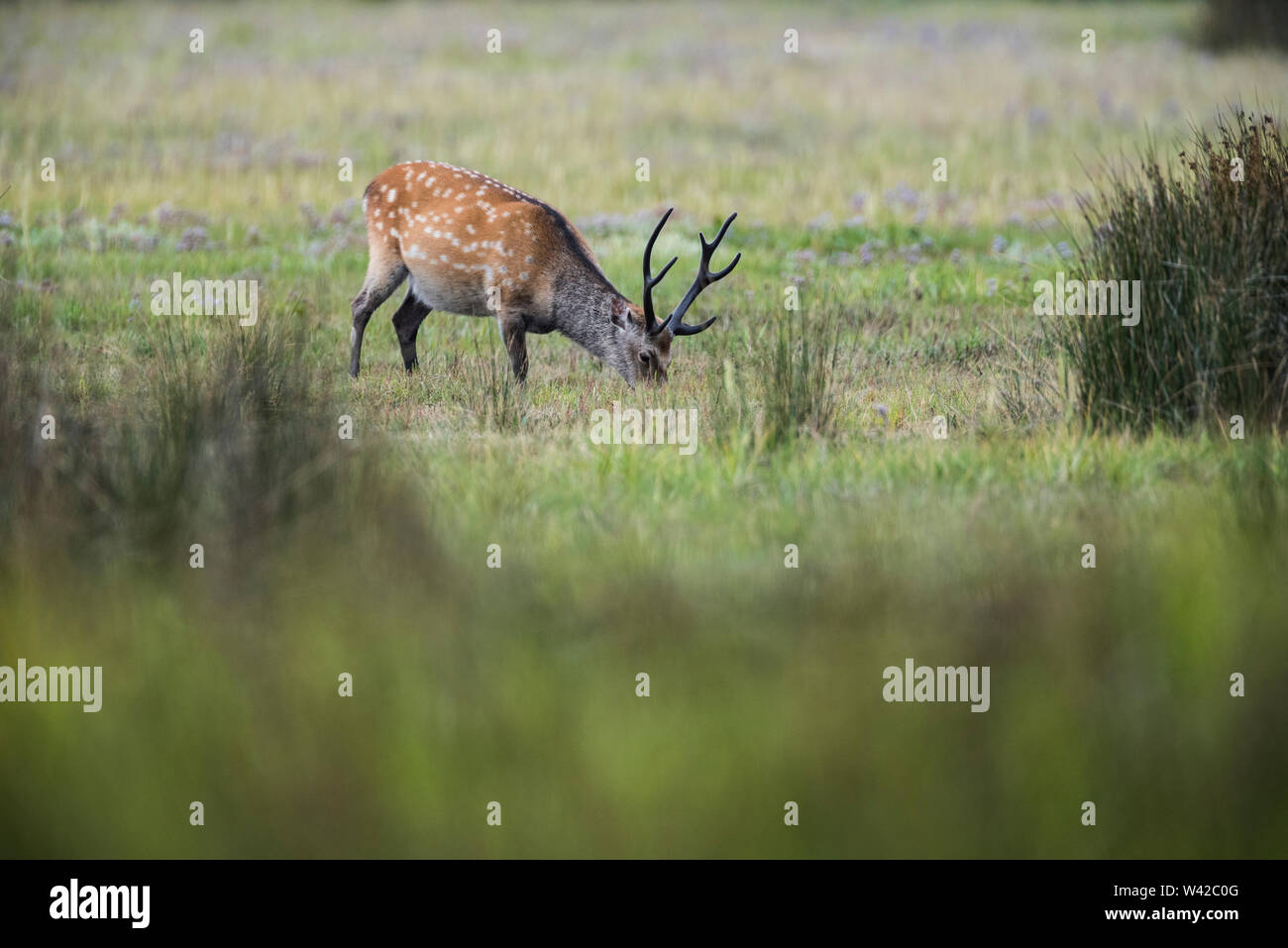 Sika deer Stag die Beweidung von Moor Stockfoto