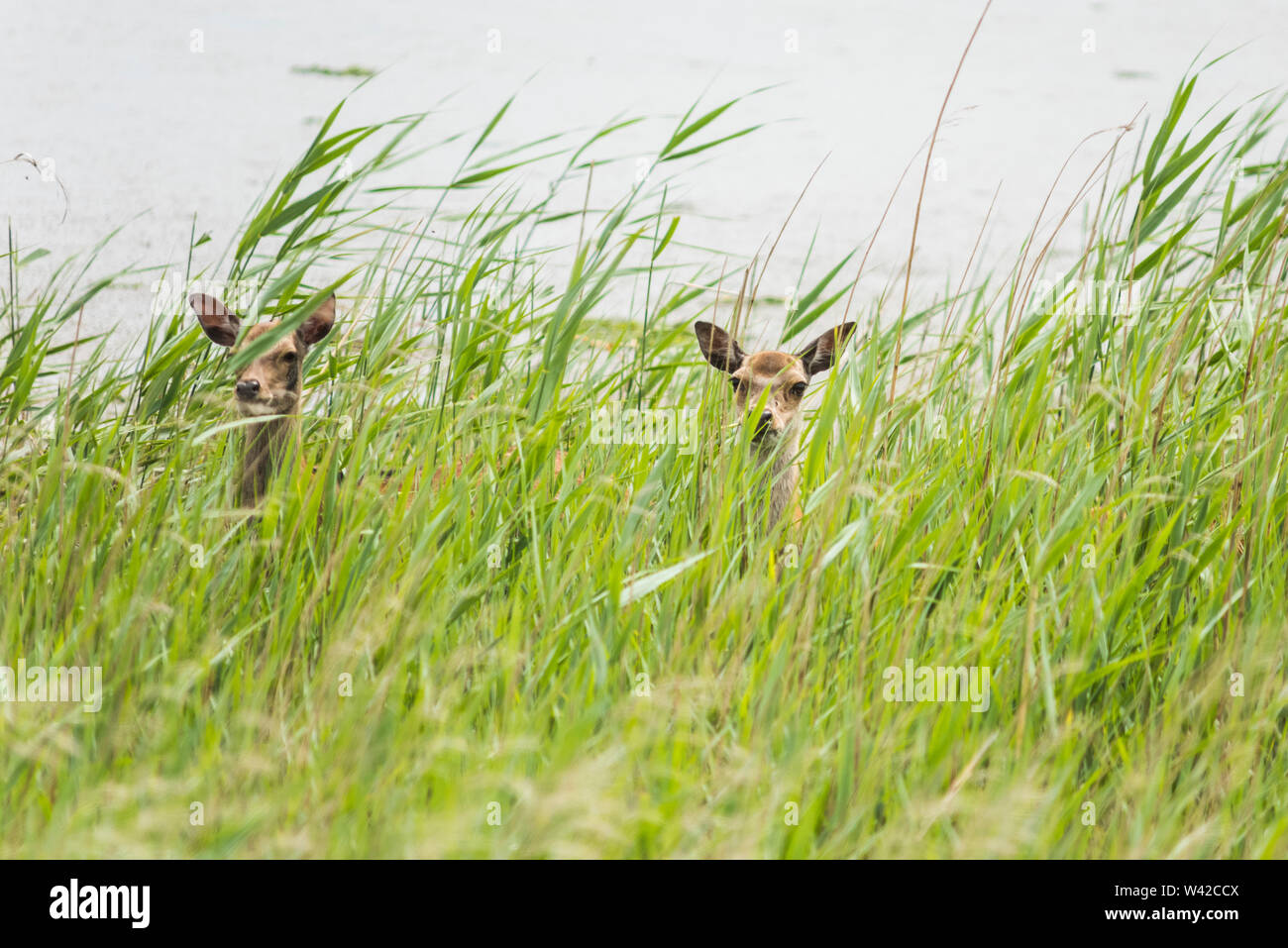 Zwei junge Sika deer im Schilf am Wasser verborgen Stockfoto