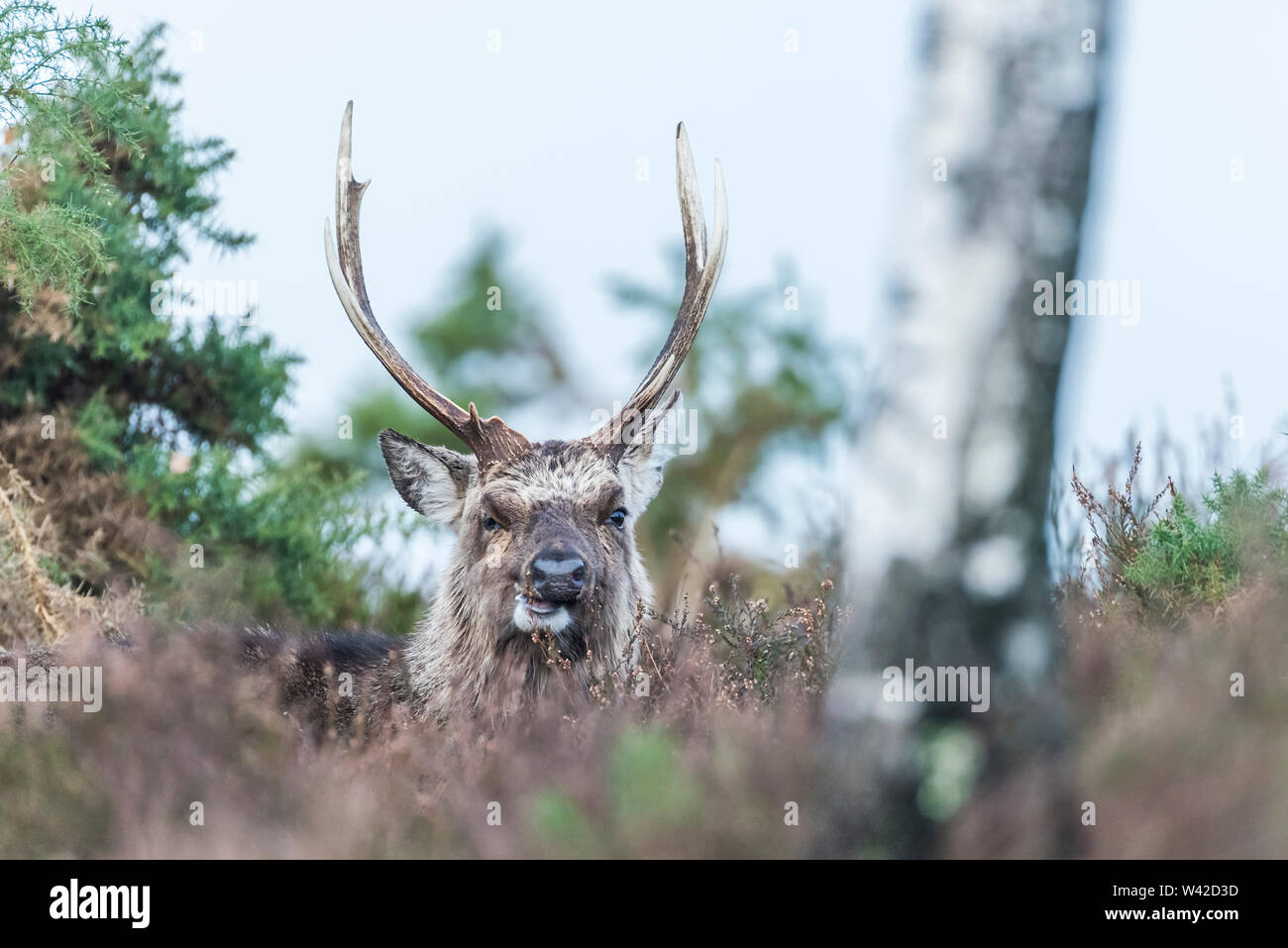 Große Sika Hirsch Fütterung auf Heidekraut, Herbst Fell und großen Geweih Stockfoto