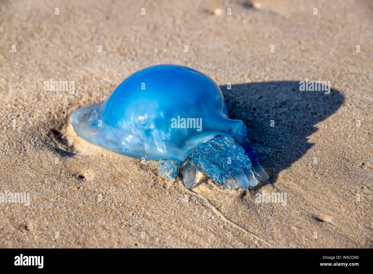Blau nomadischen Quallen an der Küste sand. Mittelmeer. Stockfoto