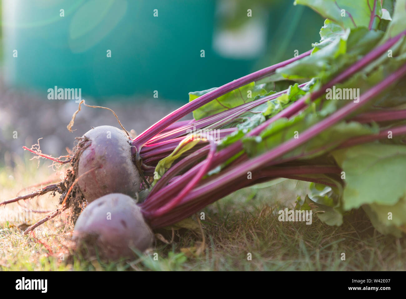 Frisch gegraben, Lila rote Beete Festlegung auf das Gras bei starker Sonneneinstrahlung Stockfoto