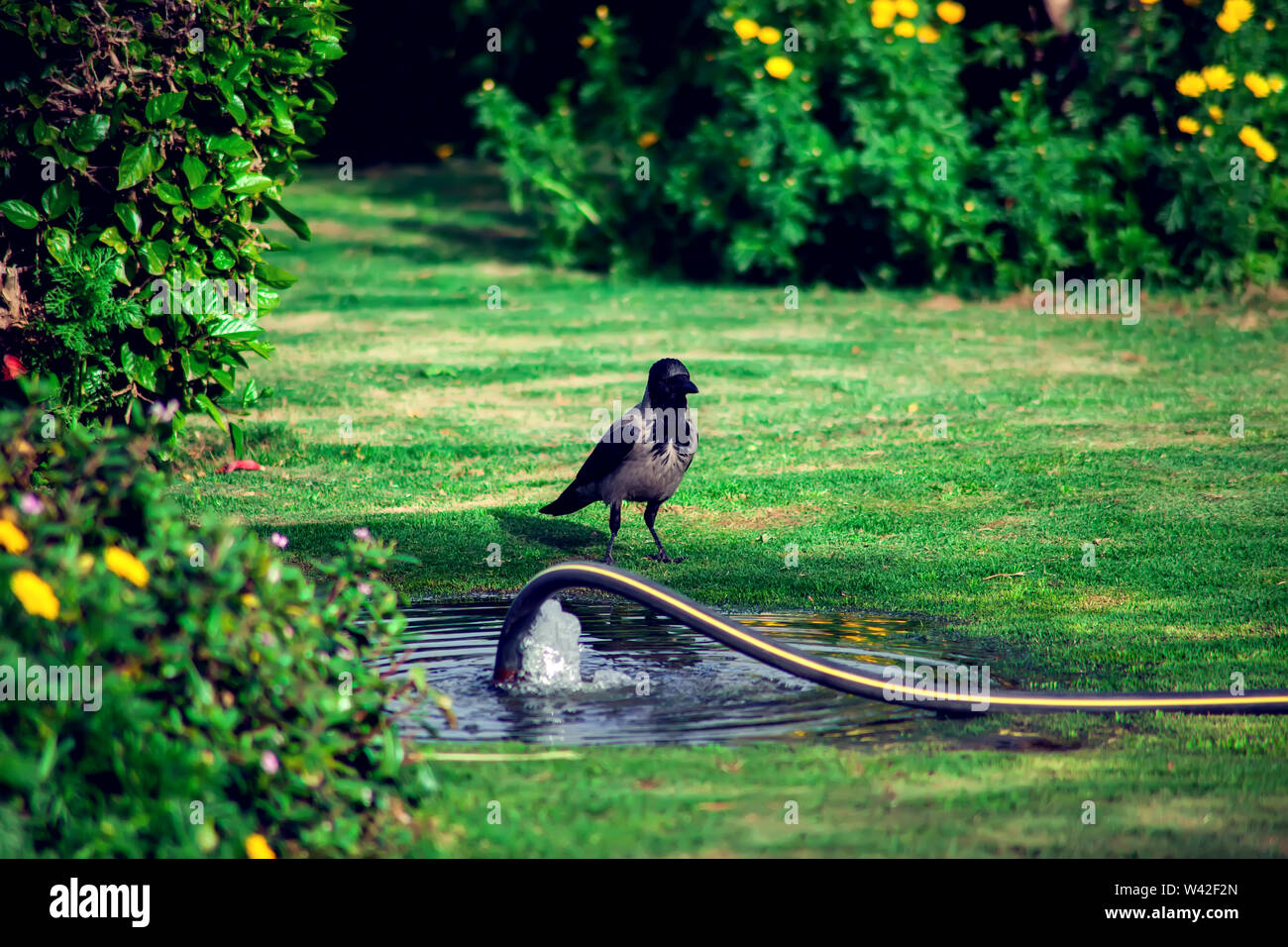 Eine Krähe im grünen Garten. Schwarzer Vogel in der Natur Stockfoto