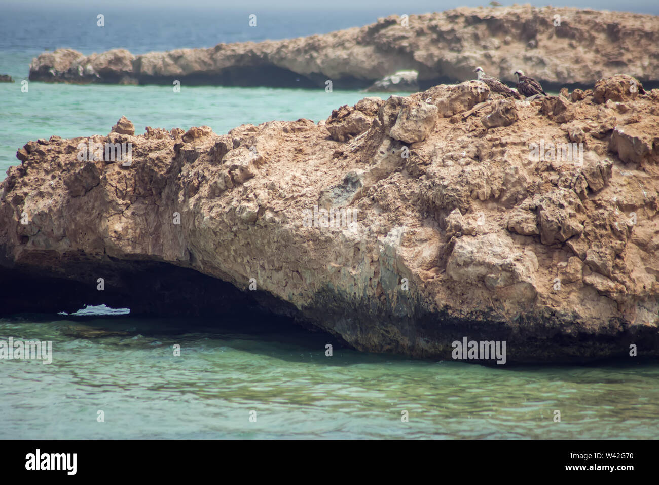 Vögel auf der Insel im Roten Meer Stockfoto