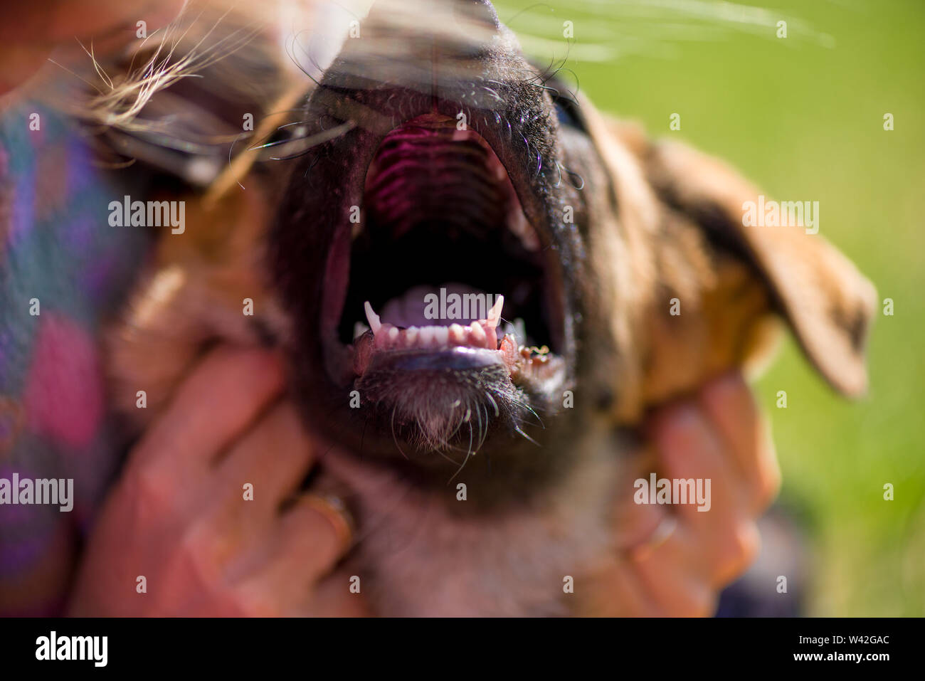 Close-up offener Mund und Zähne eines Nicht-pedigreed Welpen Stockfoto