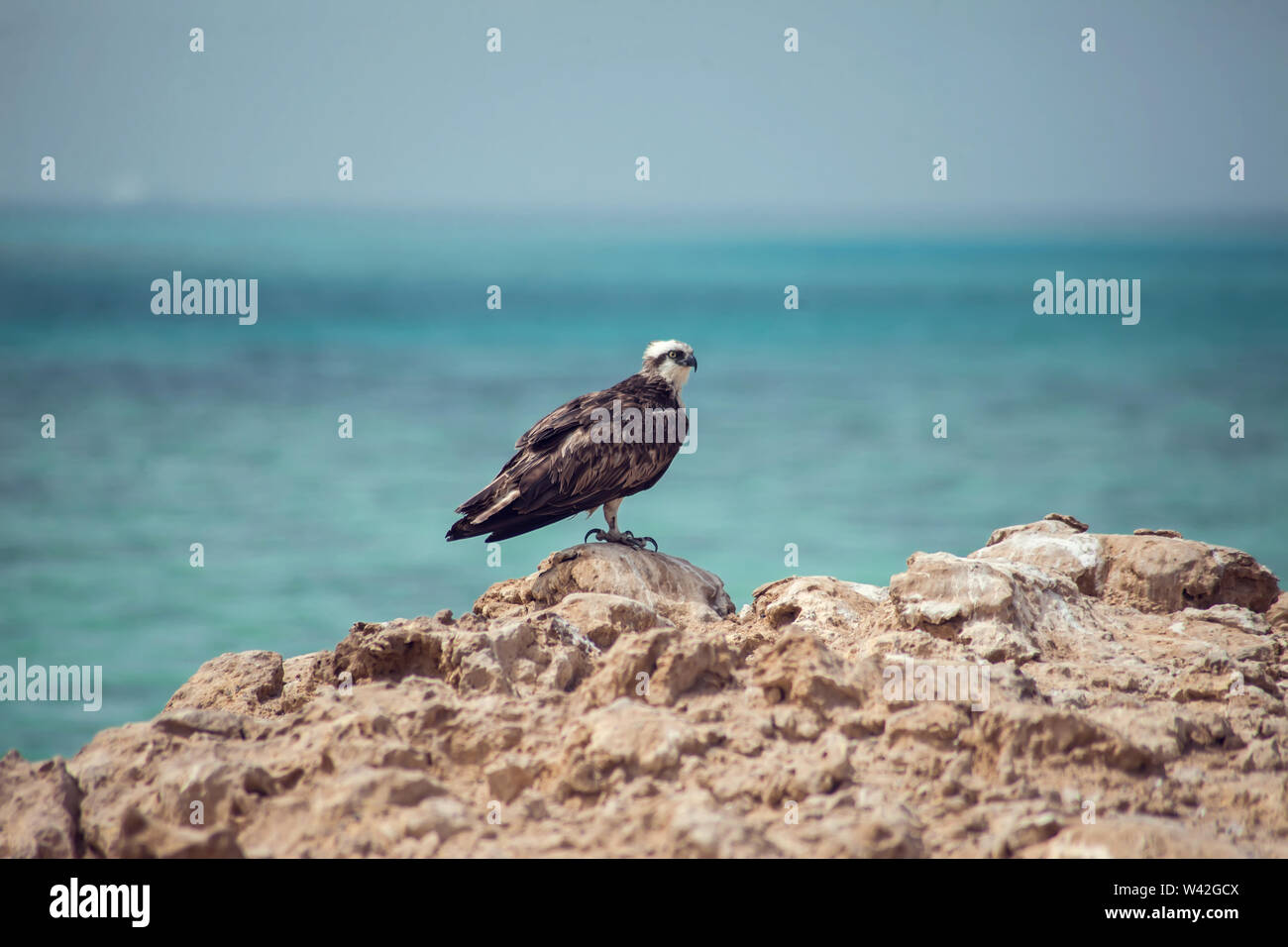 Vögel auf der Insel im Roten Meer Stockfoto