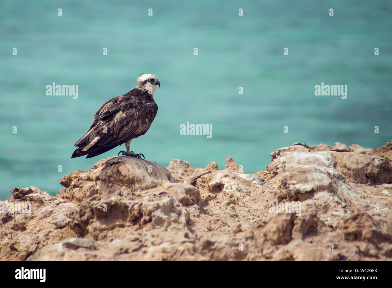 Vögel auf der Insel im Roten Meer Stockfoto