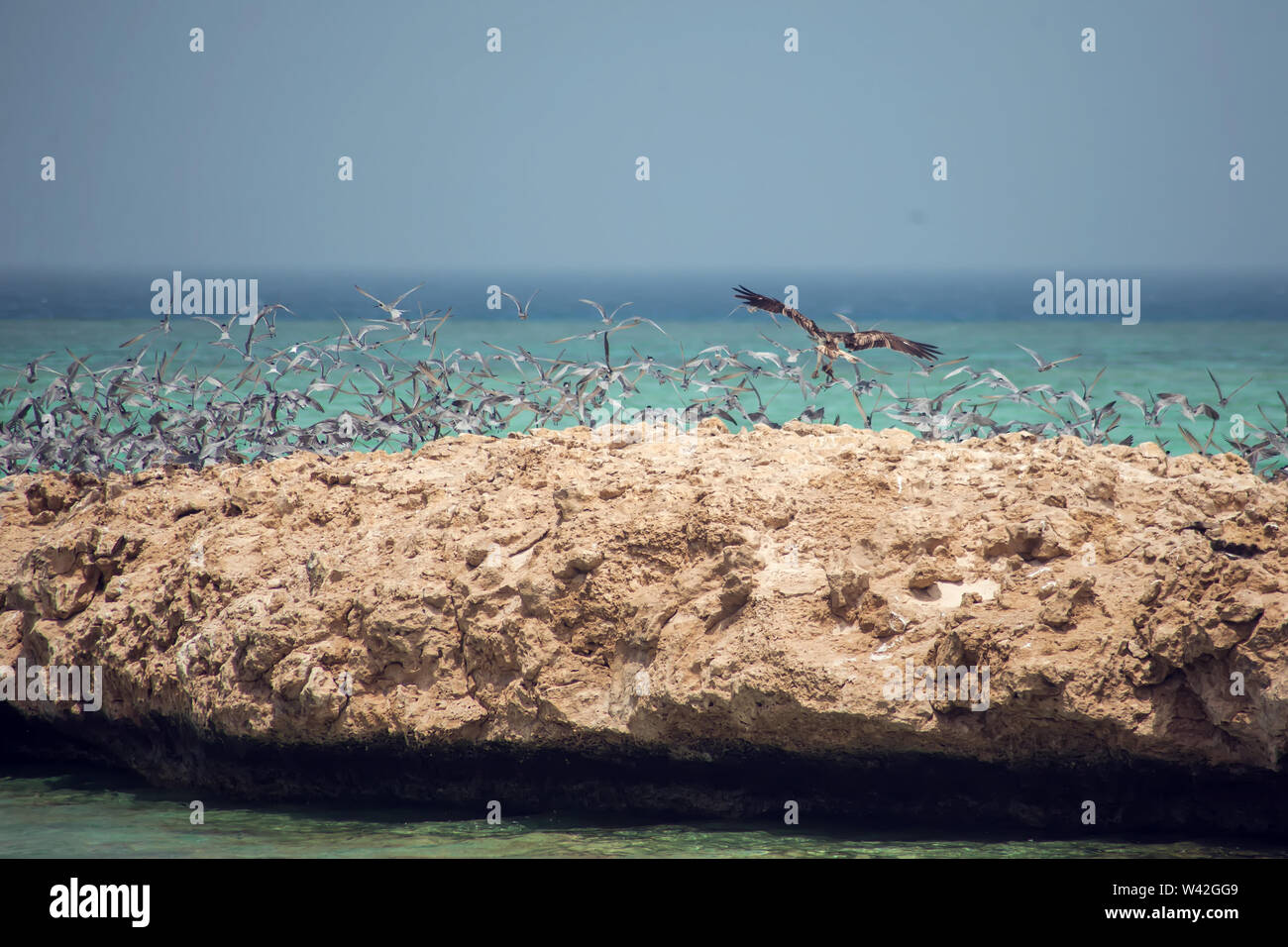 Vögel auf der Insel im Roten Meer Stockfoto
