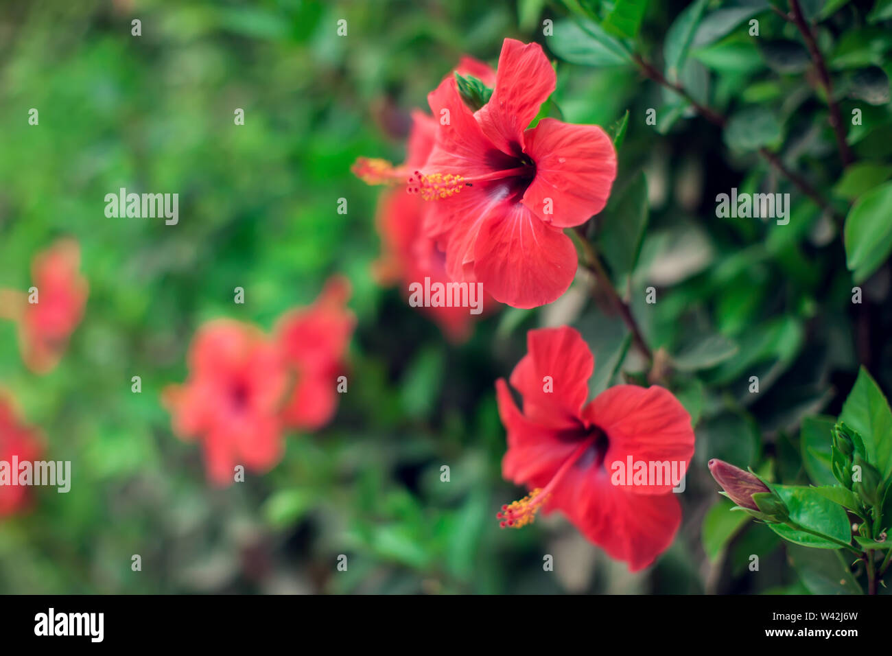 Red Hibiscus karkade Pflanze im Garten. Stockfoto