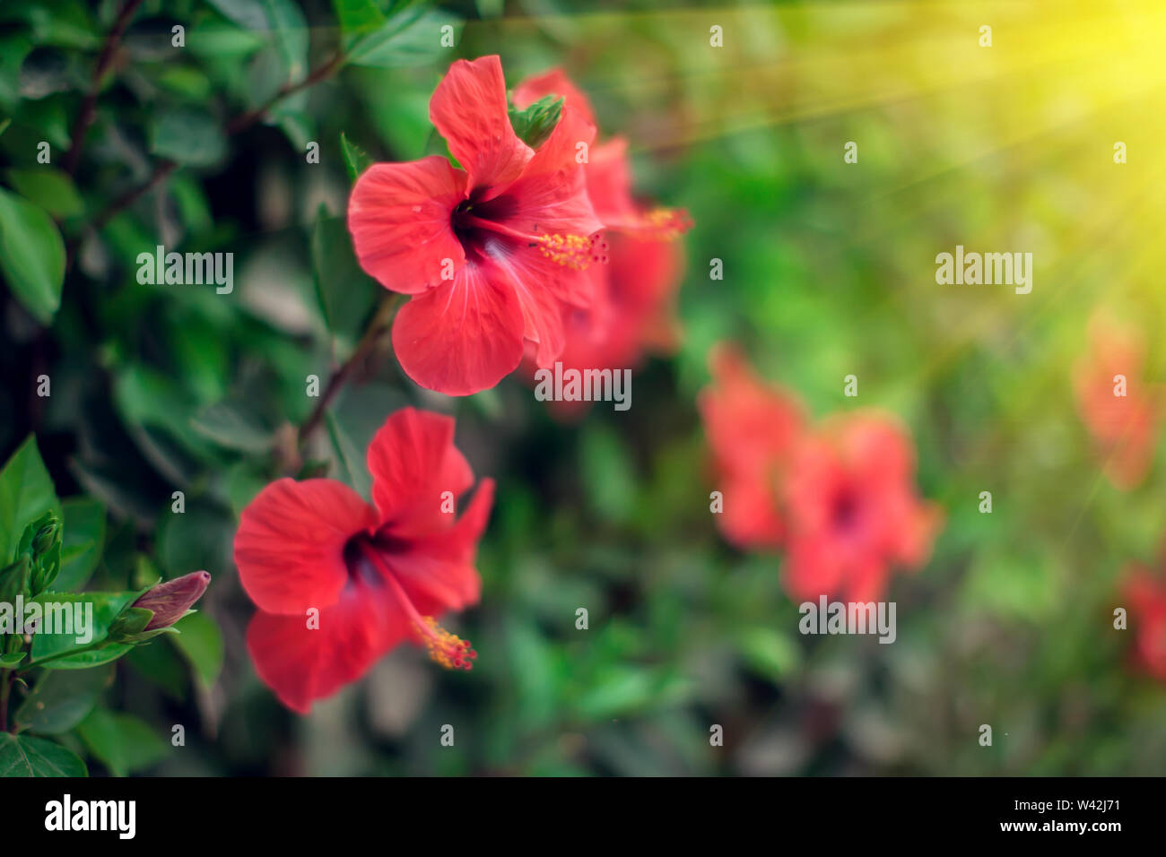 Red Hibiscus karkade Pflanze im Garten. Stockfoto