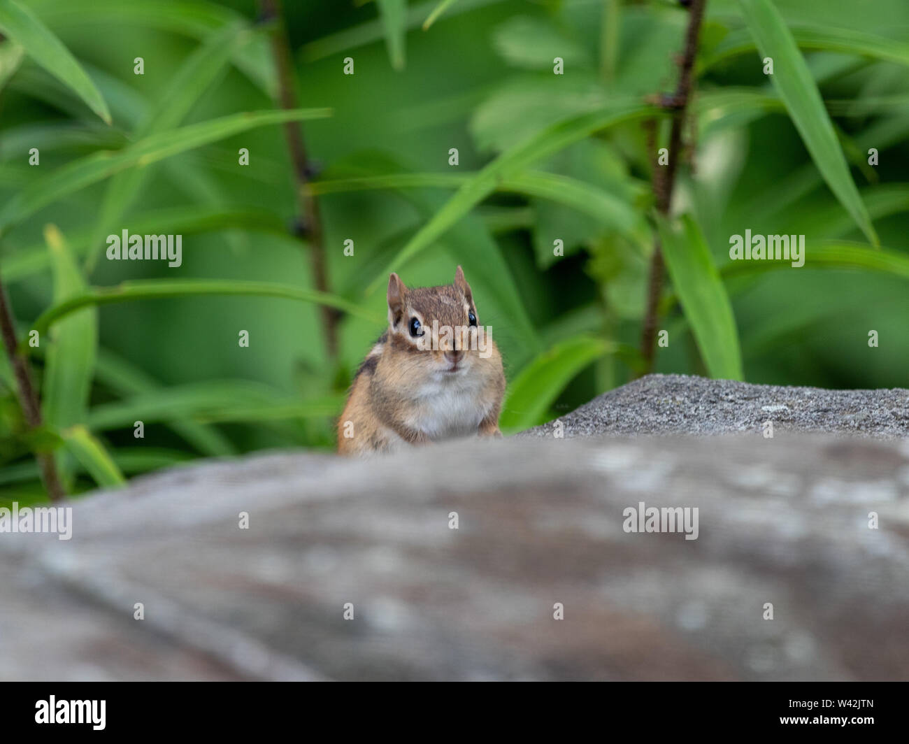 Kleiner Chipmunk, der einen Felsen klettert Stockfoto