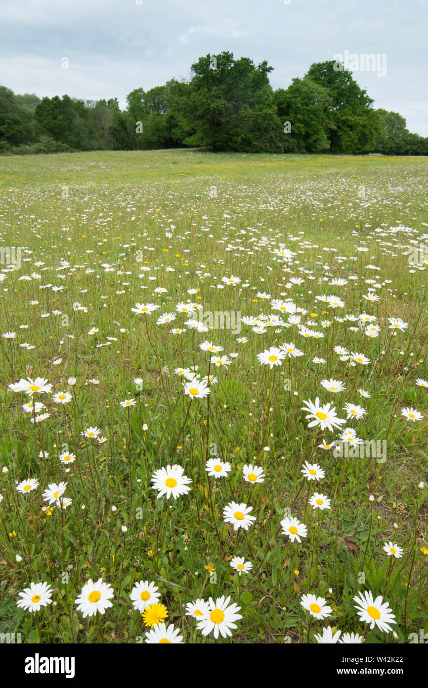 Wilde Blume Wiese, Feld mit wild wachsenden Blumen, Knolligen Hahnenfuß, Ranunculus bulbosus, Oxeye Daisy, Leucanthemum vulgare, Essex, Großbritannien. Mai Stockfoto