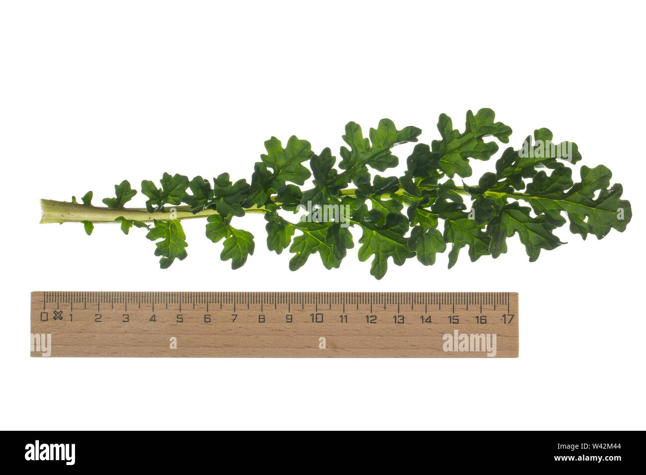 Gewöhnliches Jakobs-Greiskraut, Jakobs-Greiskraut, Jakobsgreiskraut, Jakobs-Kreuzkraut, Jakobskreuzkraut, Jakobskraut, Greiskraut, Cardamine pratensis, J Stockfoto