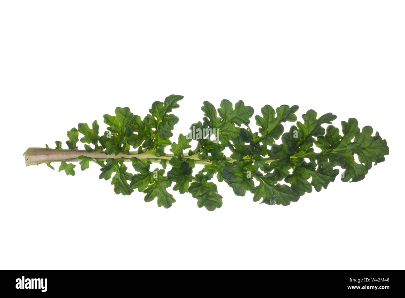 Gewöhnliches Jakobs-Greiskraut, Jakobs-Greiskraut, Jakobsgreiskraut, Jakobs-Kreuzkraut, Jakobskreuzkraut, Jakobskraut, Greiskraut, Cardamine pratensis, J Stockfoto