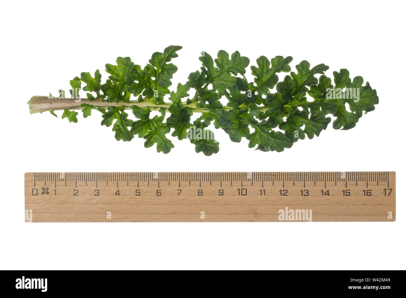 Gewöhnliches Jakobs-Greiskraut, Jakobs-Greiskraut, Jakobsgreiskraut, Jakobs-Kreuzkraut, Jakobskreuzkraut, Jakobskraut, Greiskraut, Cardamine pratensis, J Stockfoto