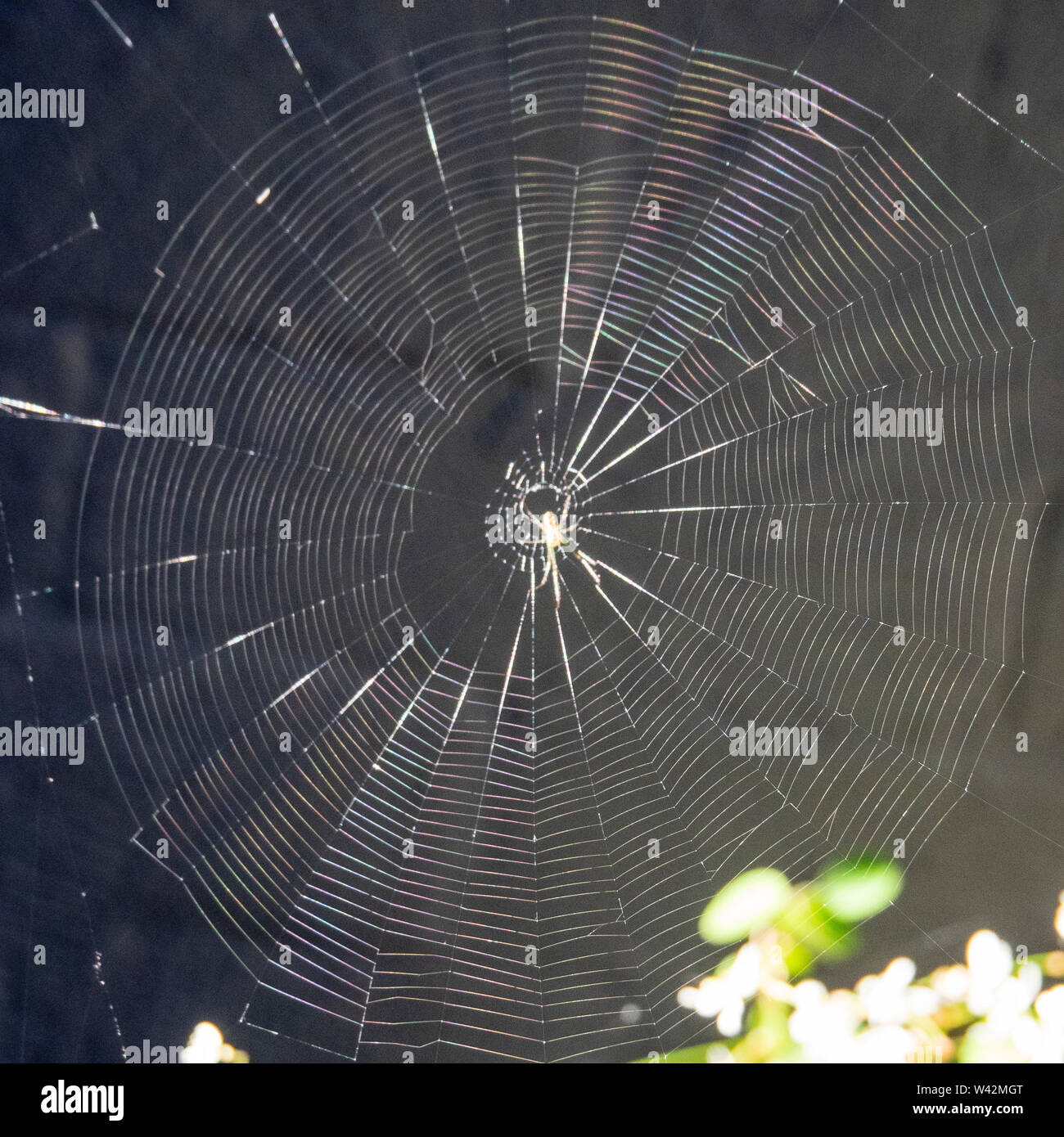 Eine große Spiralspinnen in einem Netz draußen im Garten aus schöner, verschlungener Spinnenseide, Spinne in der Mitte Stockfoto