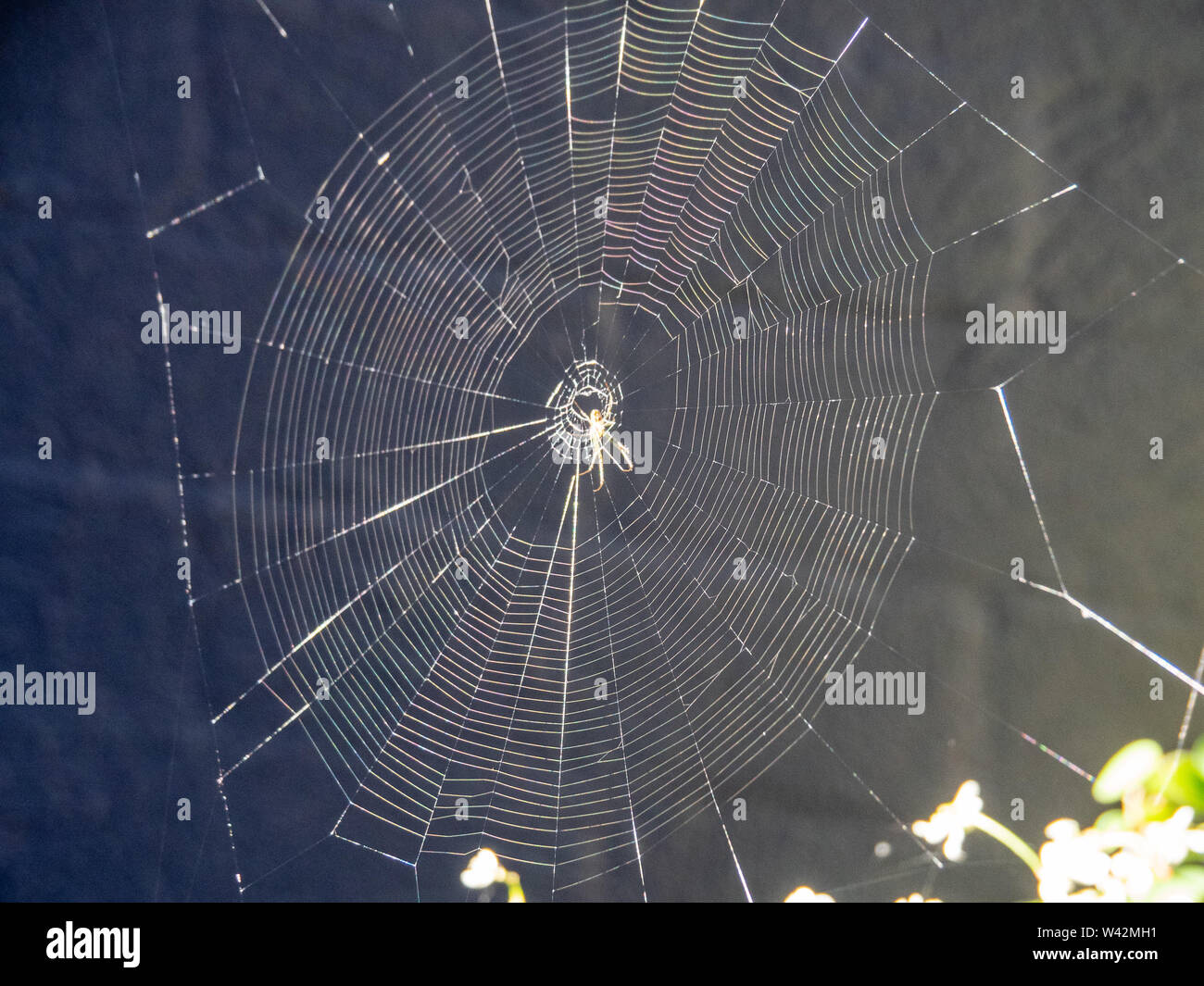 Gesponnene Seide, Spinne in einem Netz im Garten Stockfoto