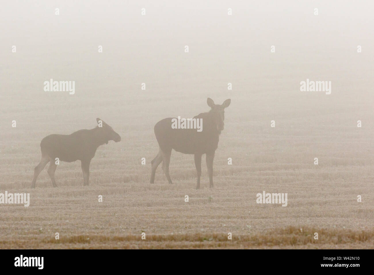 Elch Kuh mit Kalb in einen Drei-tage-Feld in einem nebligen Morgen Stockfoto