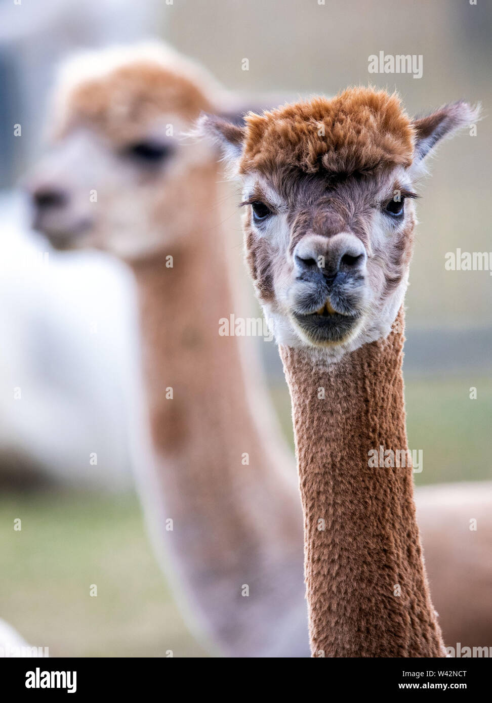 Walsleben, Deutschland. 09 Juli, 2019. Alpakas stehen in einem umfangreichen Gehäuse eines Züchters. Im Norden des Landes Brandenburg, ein Familienbetrieb Rassen der Tiere, die eigentlich aus den Anden kommen, und Prozesse der Wolle in Federbetten oder Garne in der eigenen Manufaktur. Credit: Jens Büttner/dpa-Zentralbild/dpa/Alamy leben Nachrichten Stockfoto