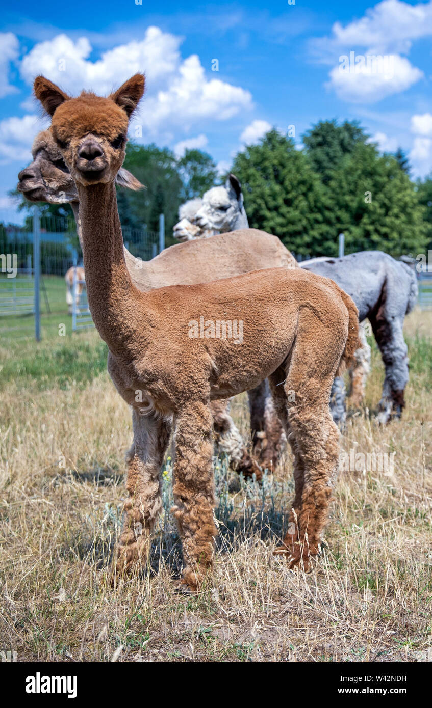 Walsleben, Deutschland. Juni, 2019 19. Alpakas stehen in einem umfangreichen Gehäuse eines Züchters. Im Norden des Landes Brandenburg, ein Familienbetrieb Rassen der Tiere, die eigentlich aus den Anden kommen, und Prozesse der Wolle in Federbetten oder Garne in der eigenen Manufaktur. Credit: Jens Büttner/dpa-Zentralbild/dpa/Alamy leben Nachrichten Stockfoto