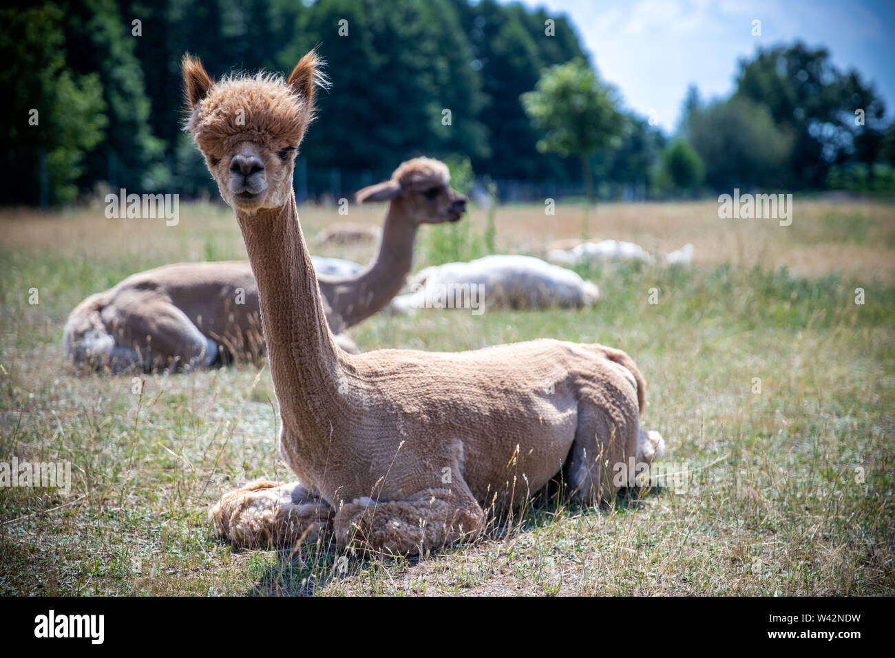 Walsleben, Deutschland. Juni, 2019 19. Alpakas liegen in einer umfangreichen Gehäuse eines Züchters. Im Norden des Landes Brandenburg, ein Familienbetrieb Rassen der Tiere, die eigentlich aus den Anden kommen, und Prozesse der Wolle in Federbetten oder Garne in der eigenen Manufaktur. Credit: Jens Büttner/dpa-Zentralbild/dpa/Alamy leben Nachrichten Stockfoto