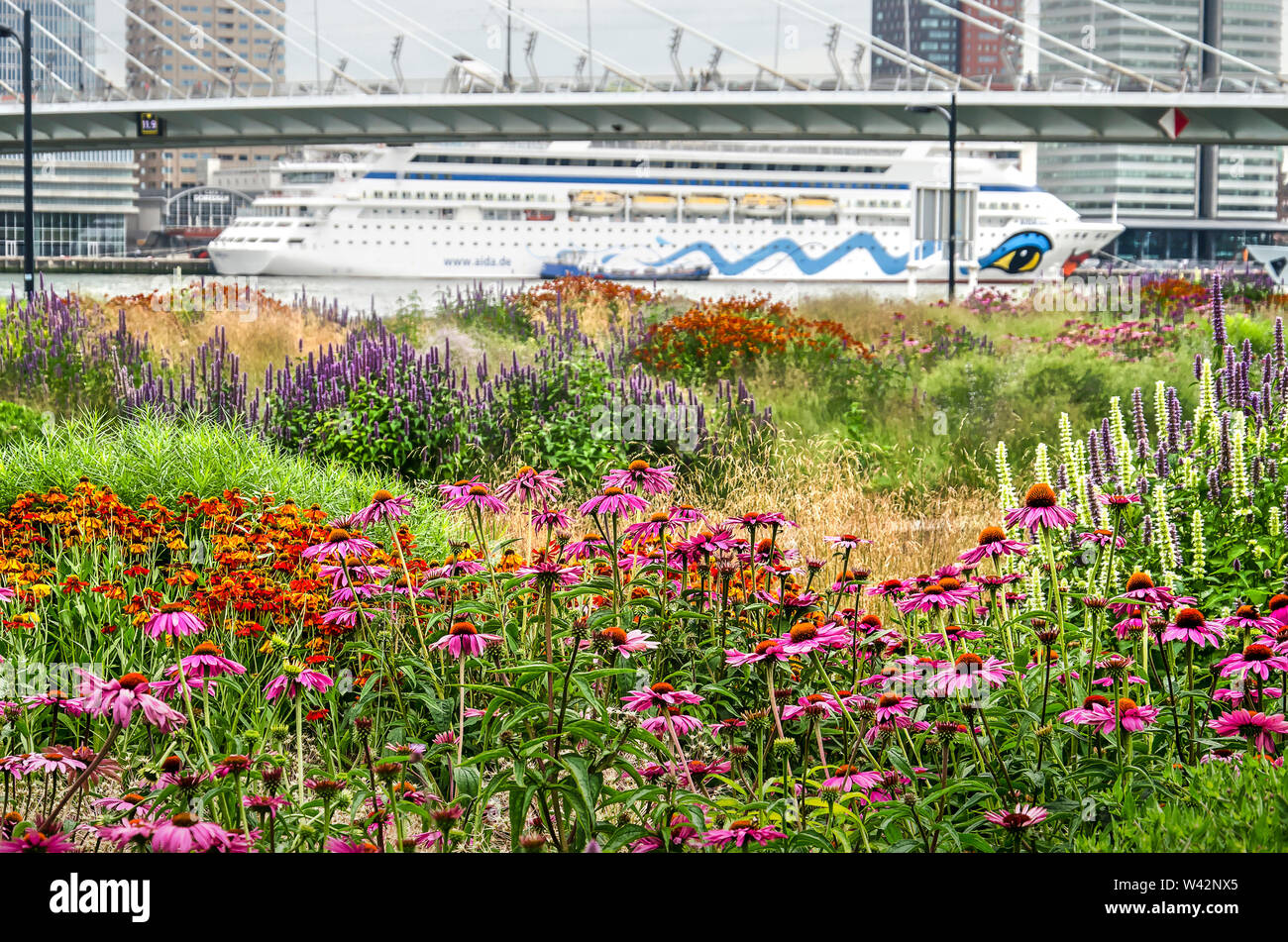 Rotterdam, Niederlande, 16. Juli 2019: Bunte Blume Bett bei Leuvehoofd park mit im Hintergrund ein Kreuzfahrtschiff, das in Wilhelmina Pier Stockfoto