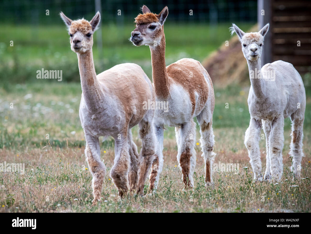 Walsleben, Deutschland. 09 Juli, 2019. Alpakas laufen durch eine umfangreiche Gehäuse eines Züchters. Im Norden des Landes Brandenburg, ein Familienbetrieb Rassen der Tiere, die eigentlich aus den Anden kommen, und Prozesse der Wolle in Federbetten oder Garne in der eigenen Manufaktur. Credit: Jens Büttner/dpa-Zentralbild/dpa/Alamy leben Nachrichten Stockfoto