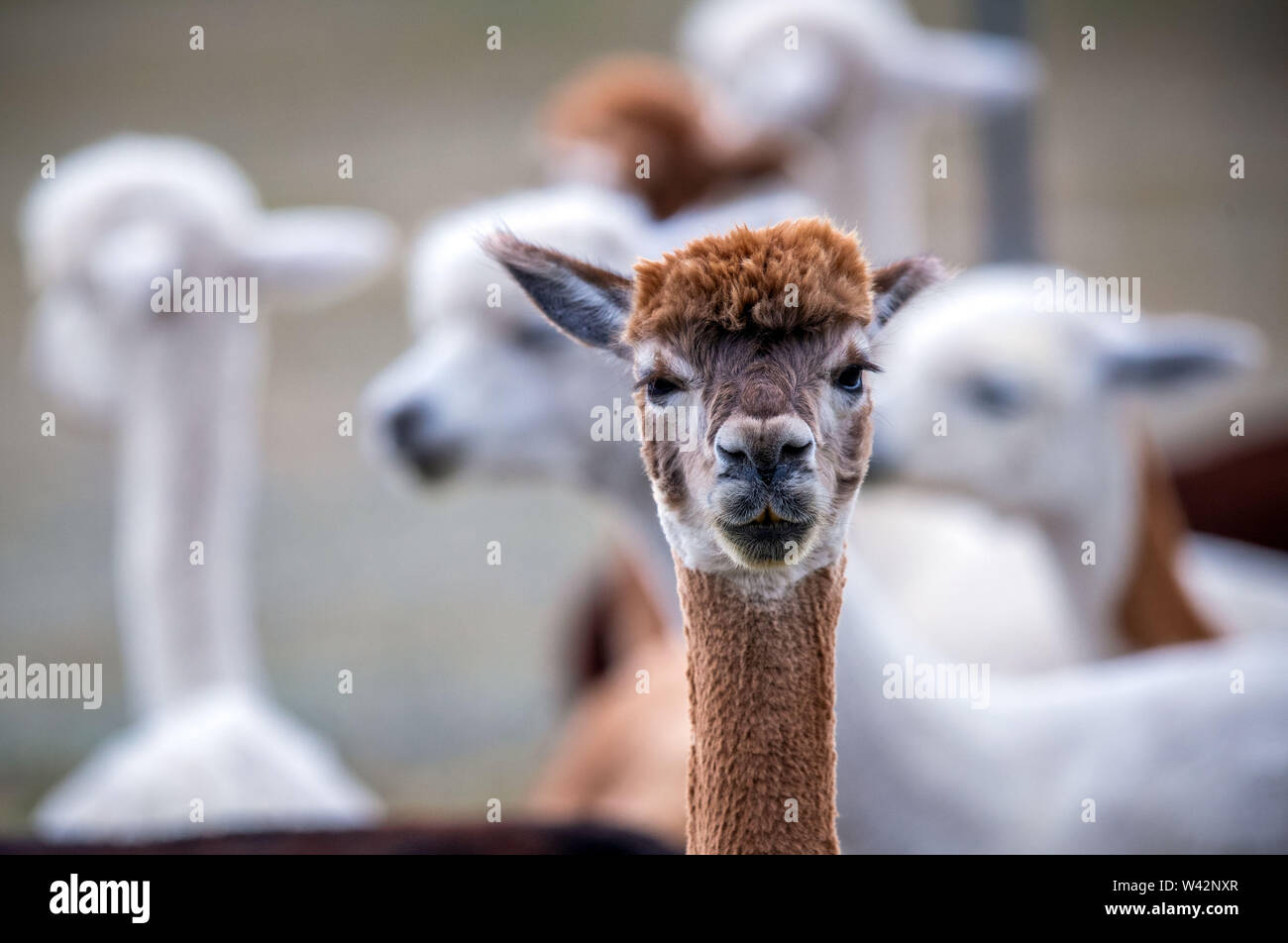 Walsleben, Deutschland. 09 Juli, 2019. Alpakas stehen in einem umfangreichen Gehäuse eines Züchters. Im Norden des Landes Brandenburg, ein Familienbetrieb Rassen der Tiere, die eigentlich aus den Anden kommen, und Prozesse der Wolle in Federbetten oder Garne in der eigenen Manufaktur. Credit: Jens Büttner/dpa-Zentralbild/dpa/Alamy leben Nachrichten Stockfoto