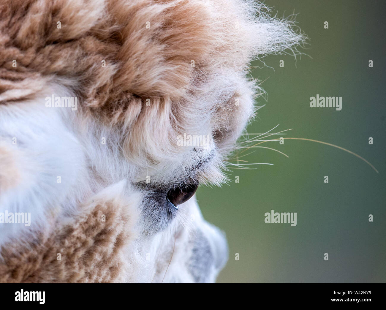 Walsleben, Deutschland. 09 Juli, 2019. Alpakas stehen in einem umfangreichen Gehäuse eines Züchters. Im Norden des Landes Brandenburg, ein Familienbetrieb Rassen der Tiere, die eigentlich aus den Anden kommen, und Prozesse der Wolle in Federbetten oder Garne in der eigenen Manufaktur. Credit: Jens Büttner/dpa-Zentralbild/dpa/Alamy leben Nachrichten Stockfoto