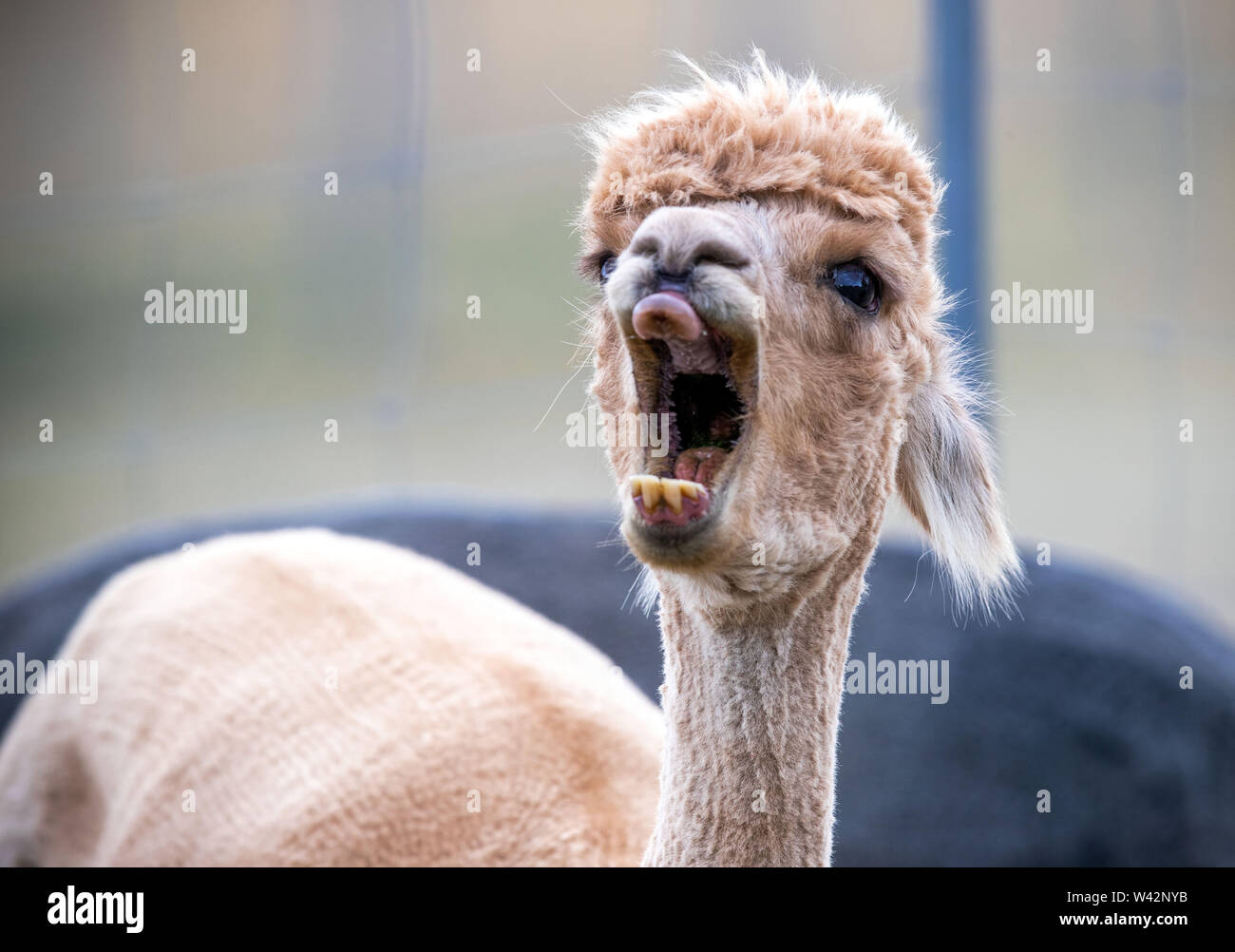 Walsleben, Deutschland. 09 Juli, 2019. Ein Alpaka gähnt in einer umfangreichen Gehäuse eines Züchters. Im Norden des Landes Brandenburg, ein Familienbetrieb Rassen der Tiere, die eigentlich aus den Anden kommen, und Prozesse der Wolle in Federbetten oder Garne in der eigenen Manufaktur. Credit: Jens Büttner/dpa-Zentralbild/dpa/Alamy leben Nachrichten Stockfoto