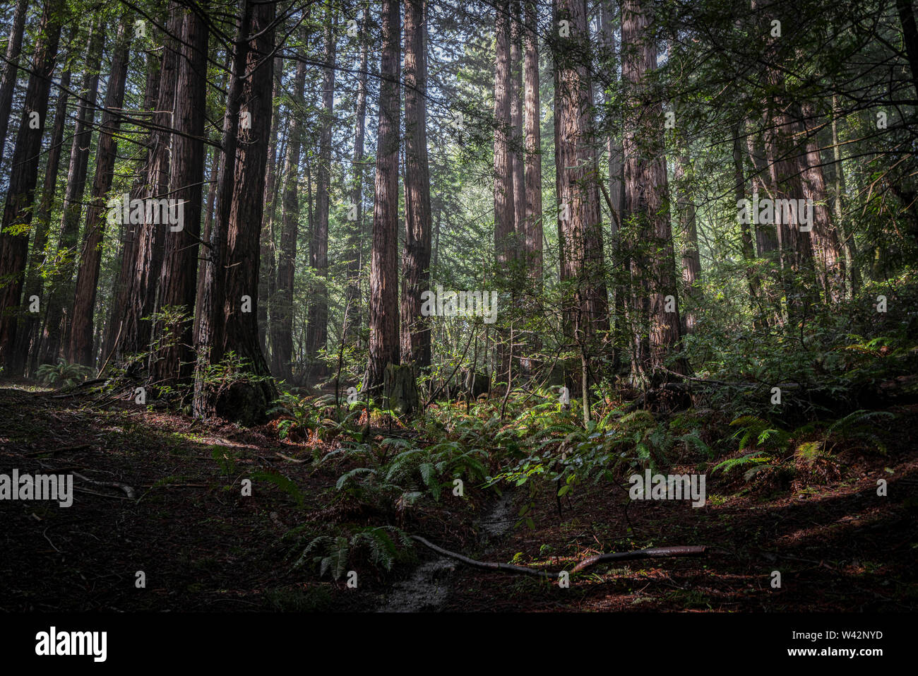 Redwood Bäume und Farne Stockfoto